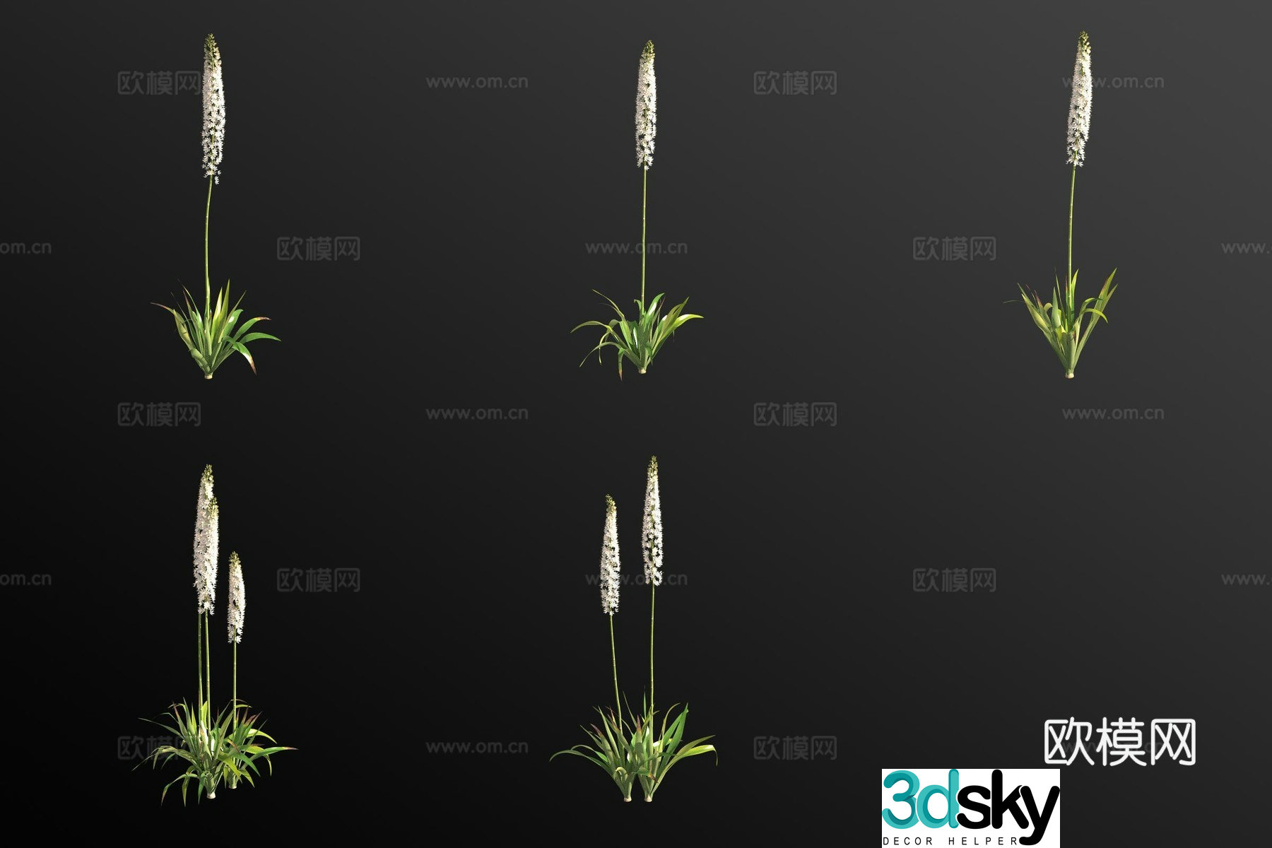 Himalayan one-tailed grass plant green plant 3d model