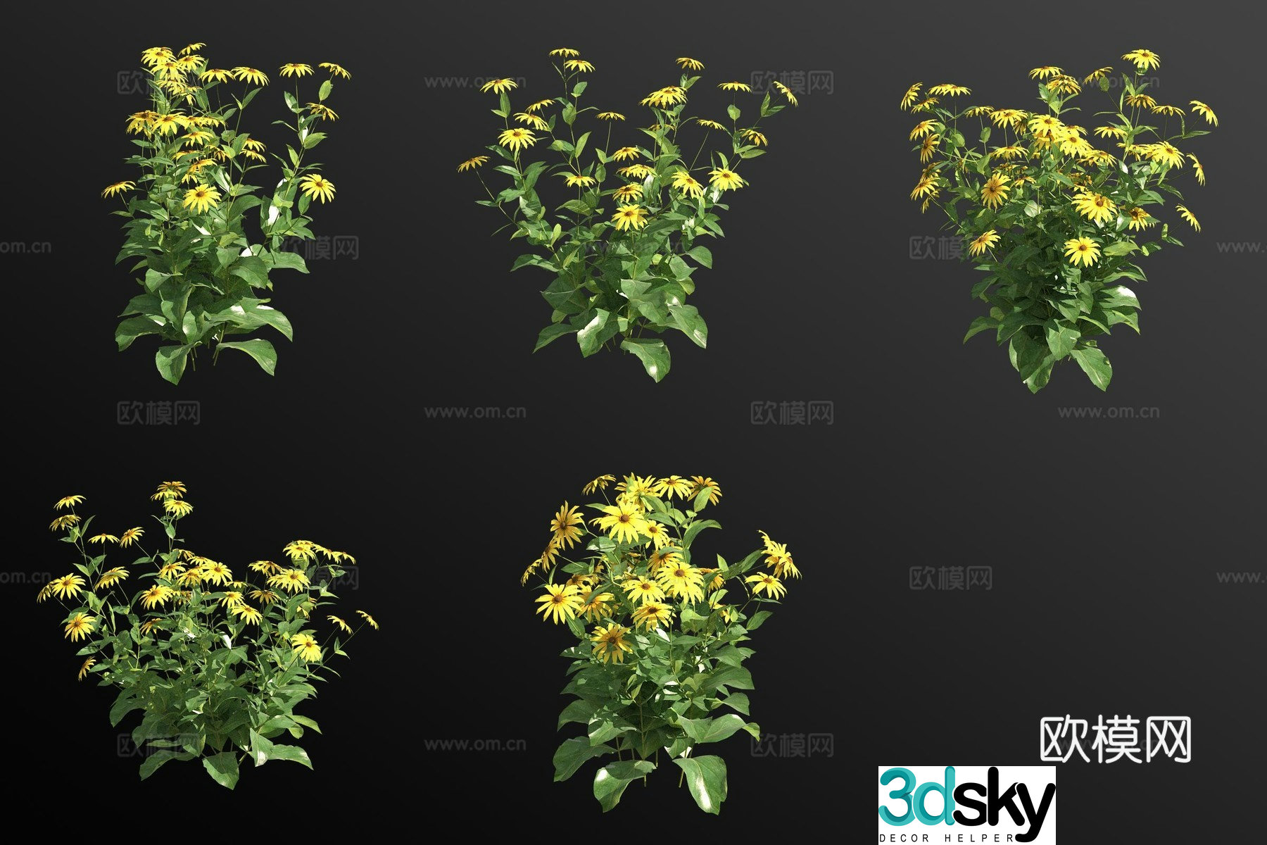 Rudbeckia flower grass 3d model