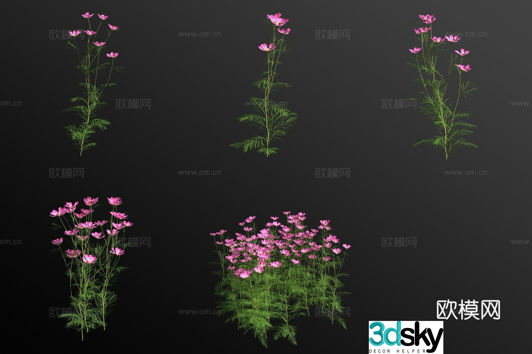 Cosmos flower and grass 3d model