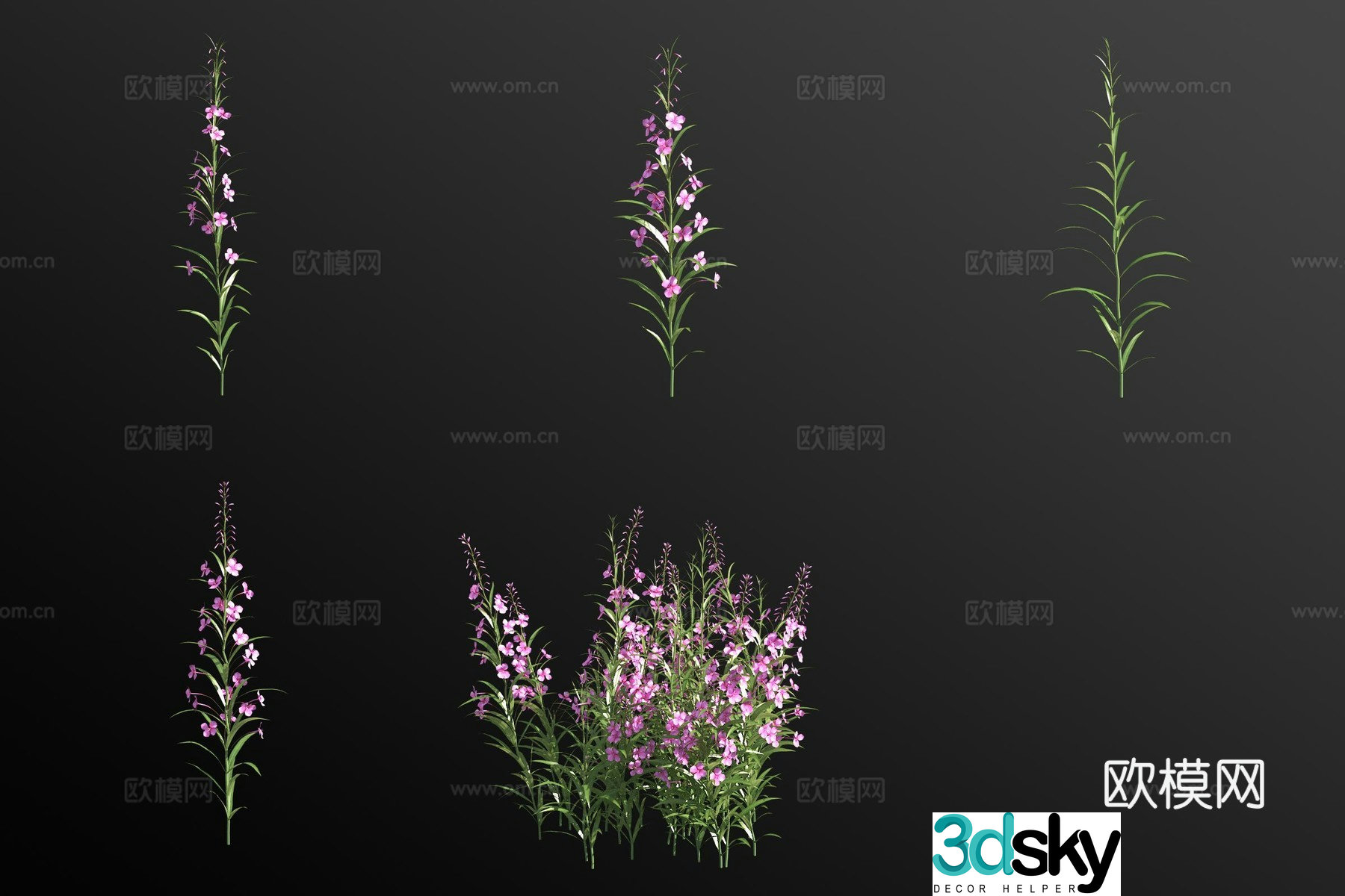 Willow orchid plant 3d model