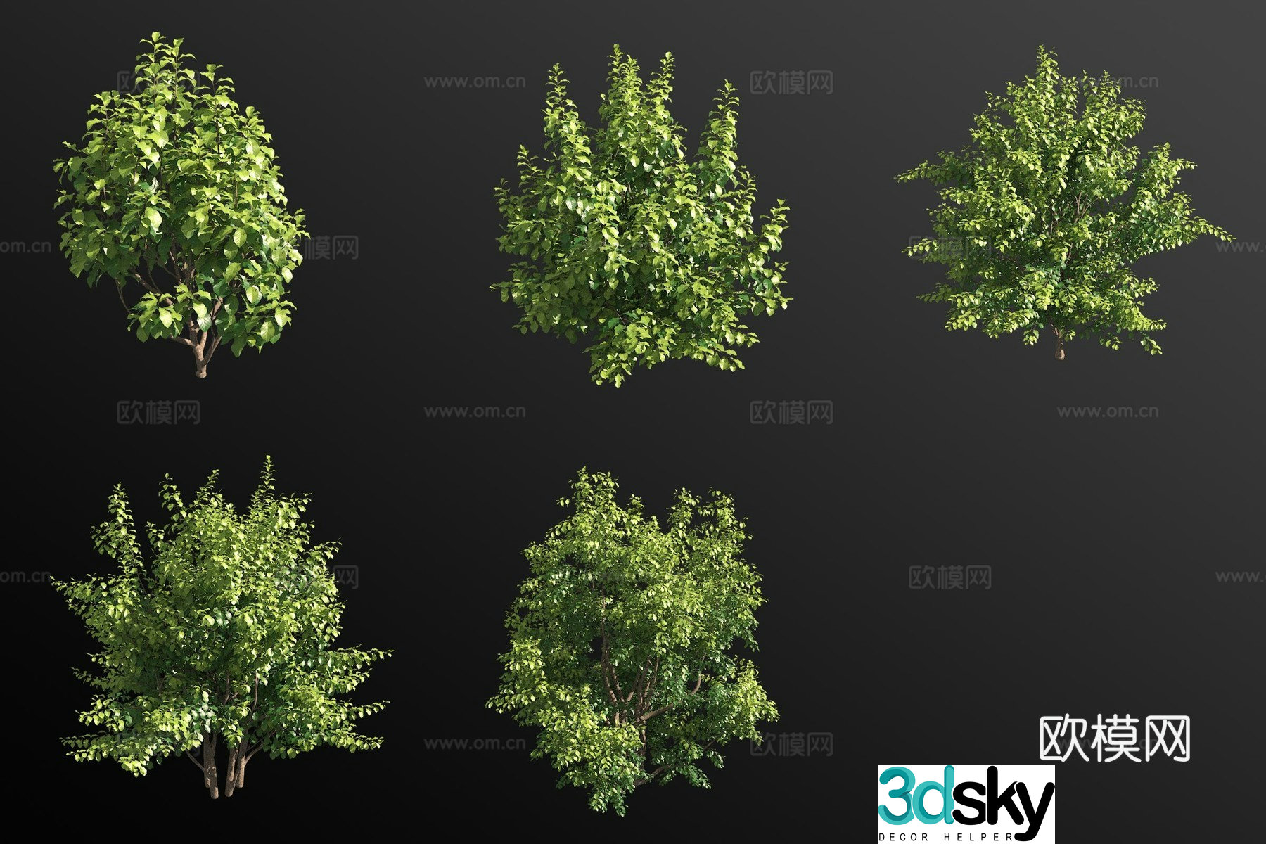 Persian ironwood shrub plant 3d model