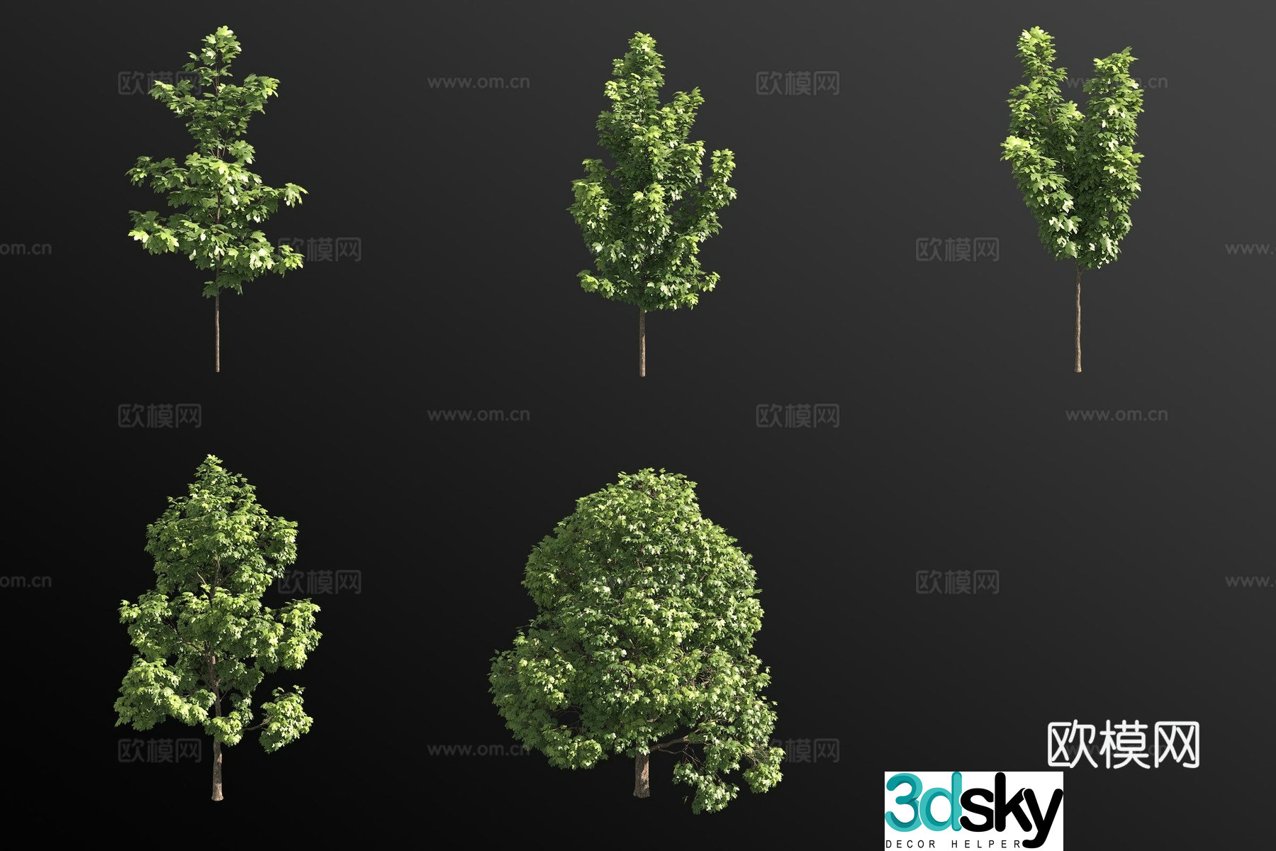 Norwegian maple shrub plant 3d model