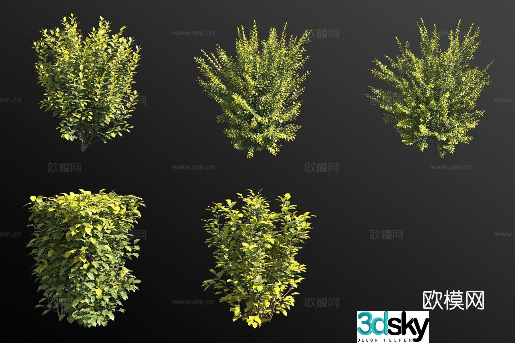 Golden Leaf Privet Shrub Modeling Shrub 3D Modeling