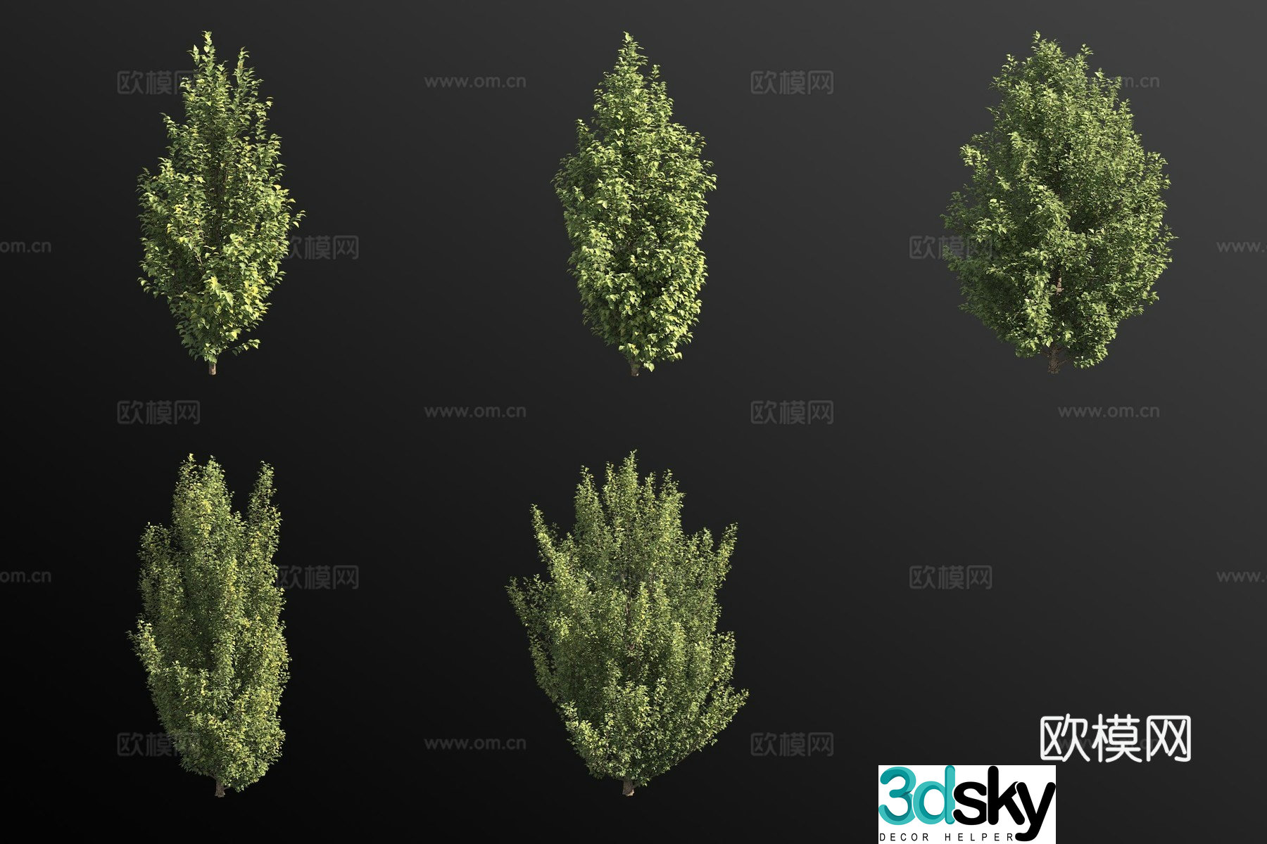 3D model of birch leaf hornbeam bush