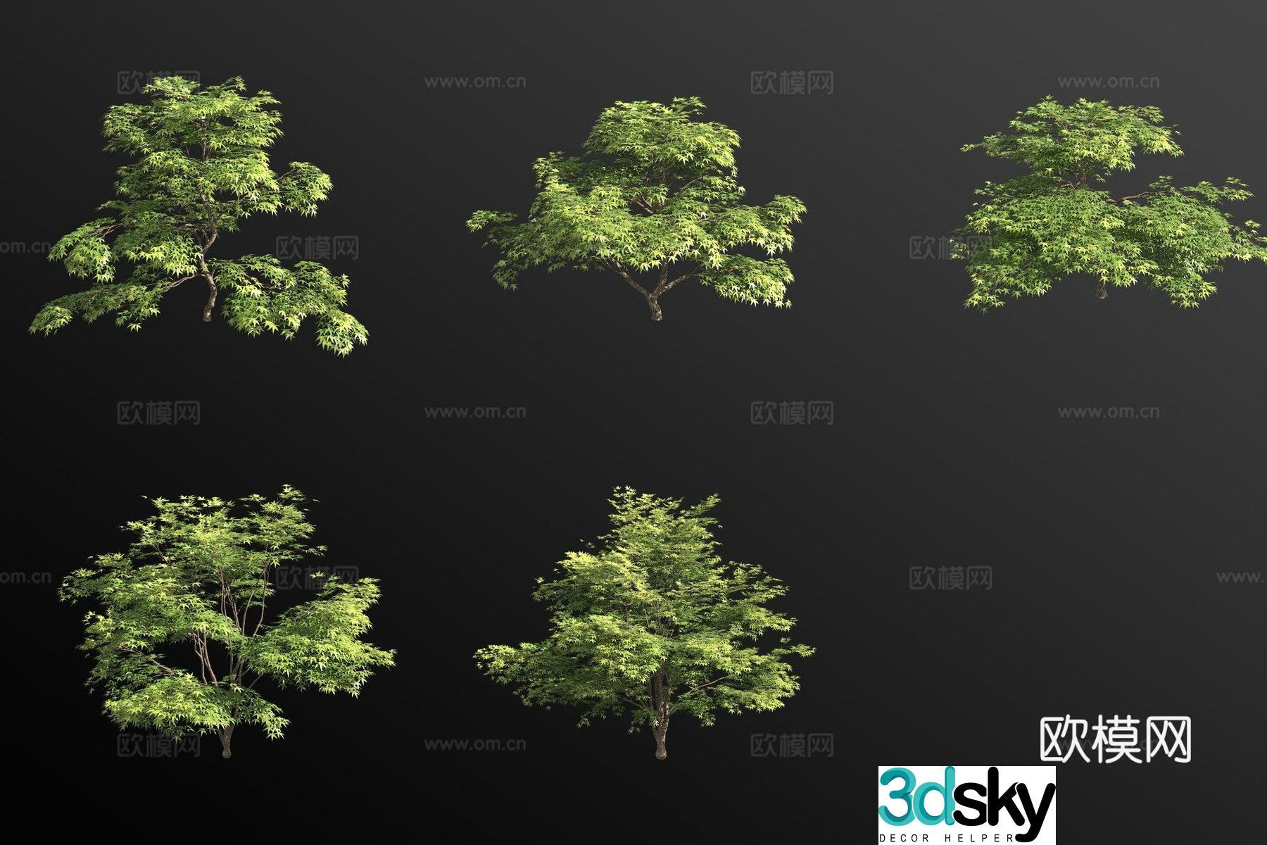 Chicken claw maple bush 3d model