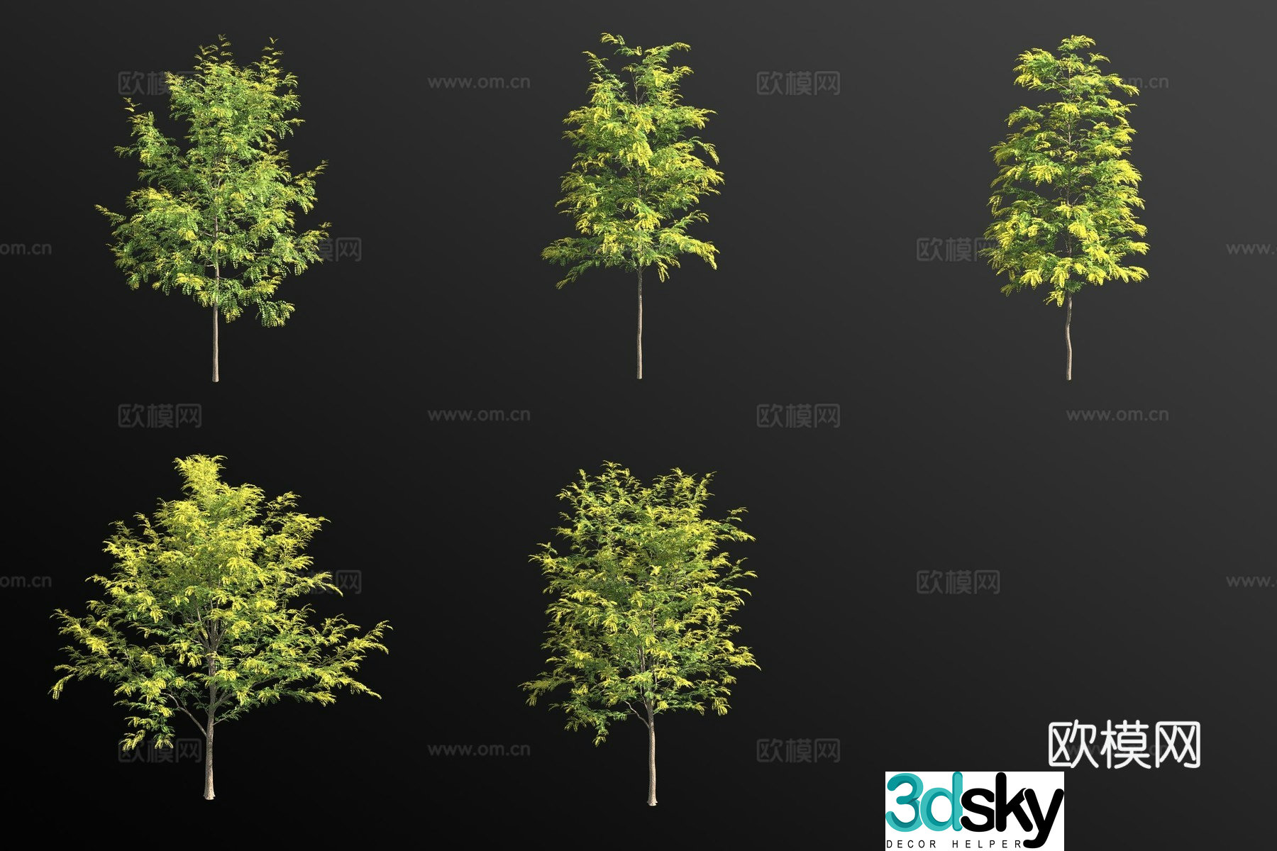 American acacia tree landscape tree 3d model