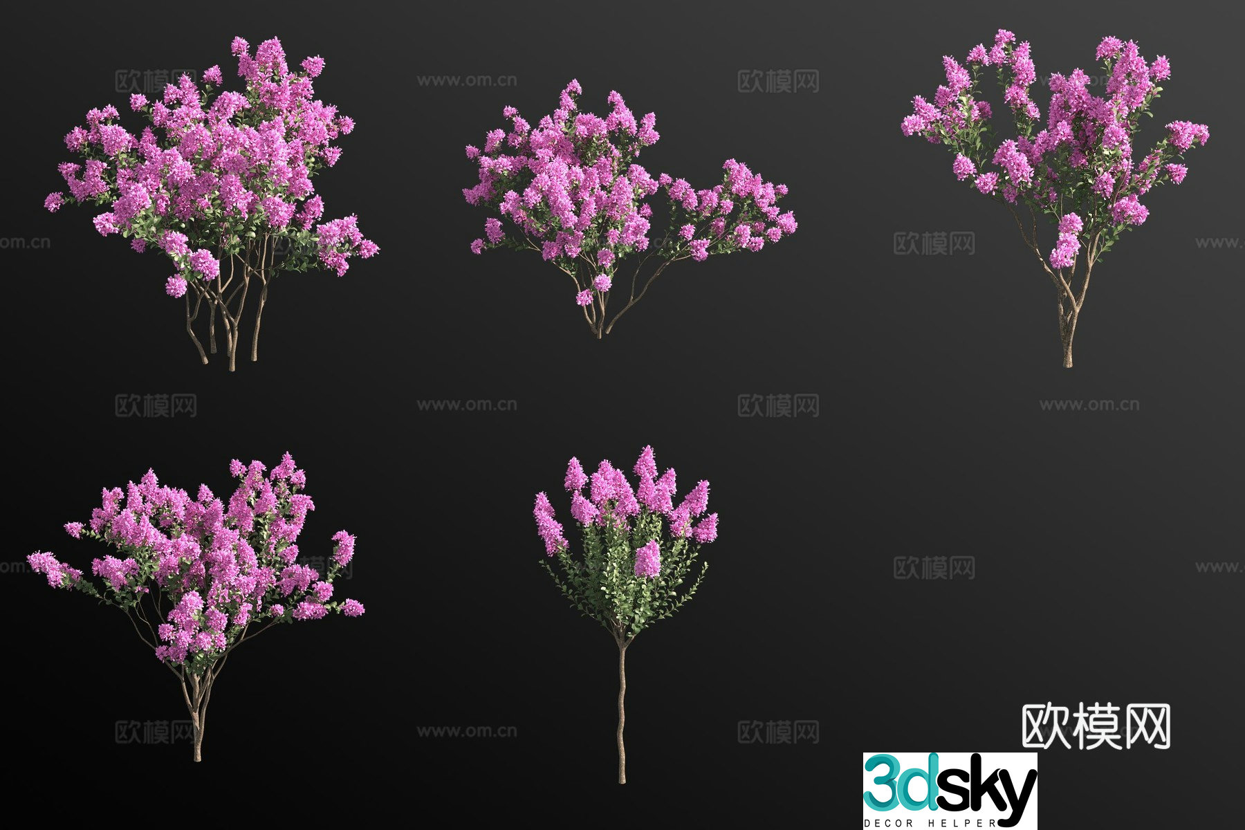 Crabbit myrtle tree shrub 3d model