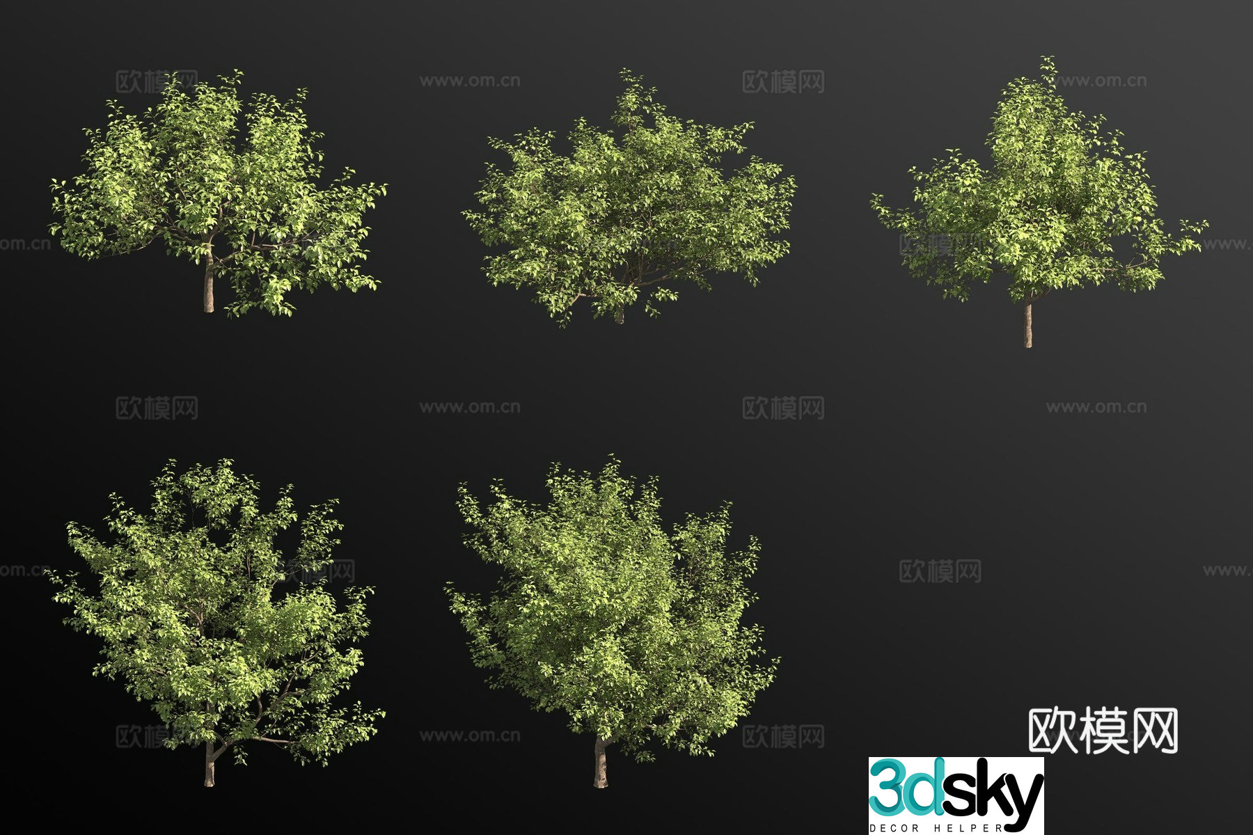 North American Begonia Shrub 3D Model