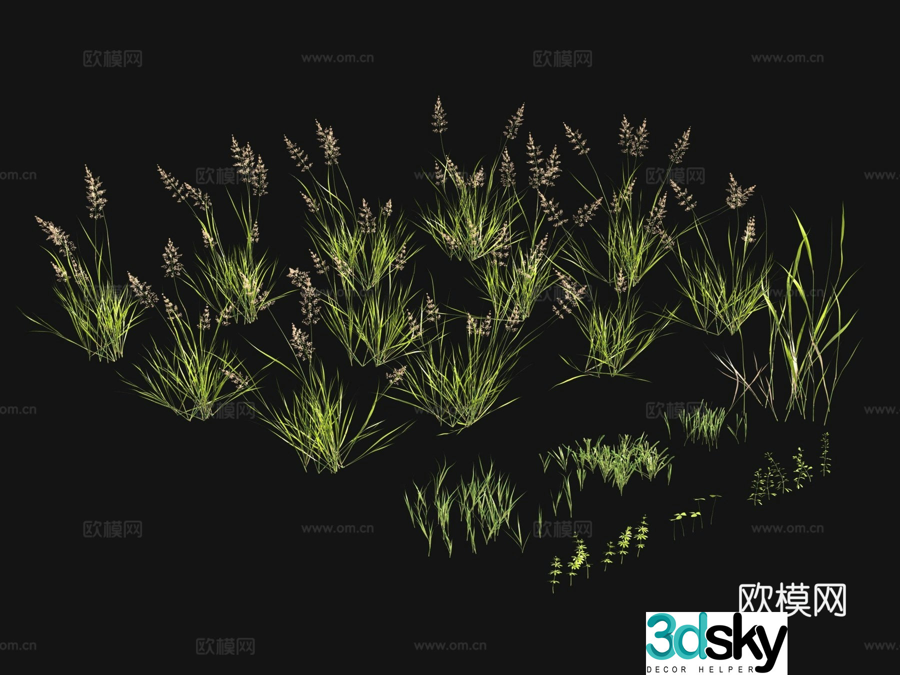 Flowers and plants Lawn Grass Seeds 3D Model