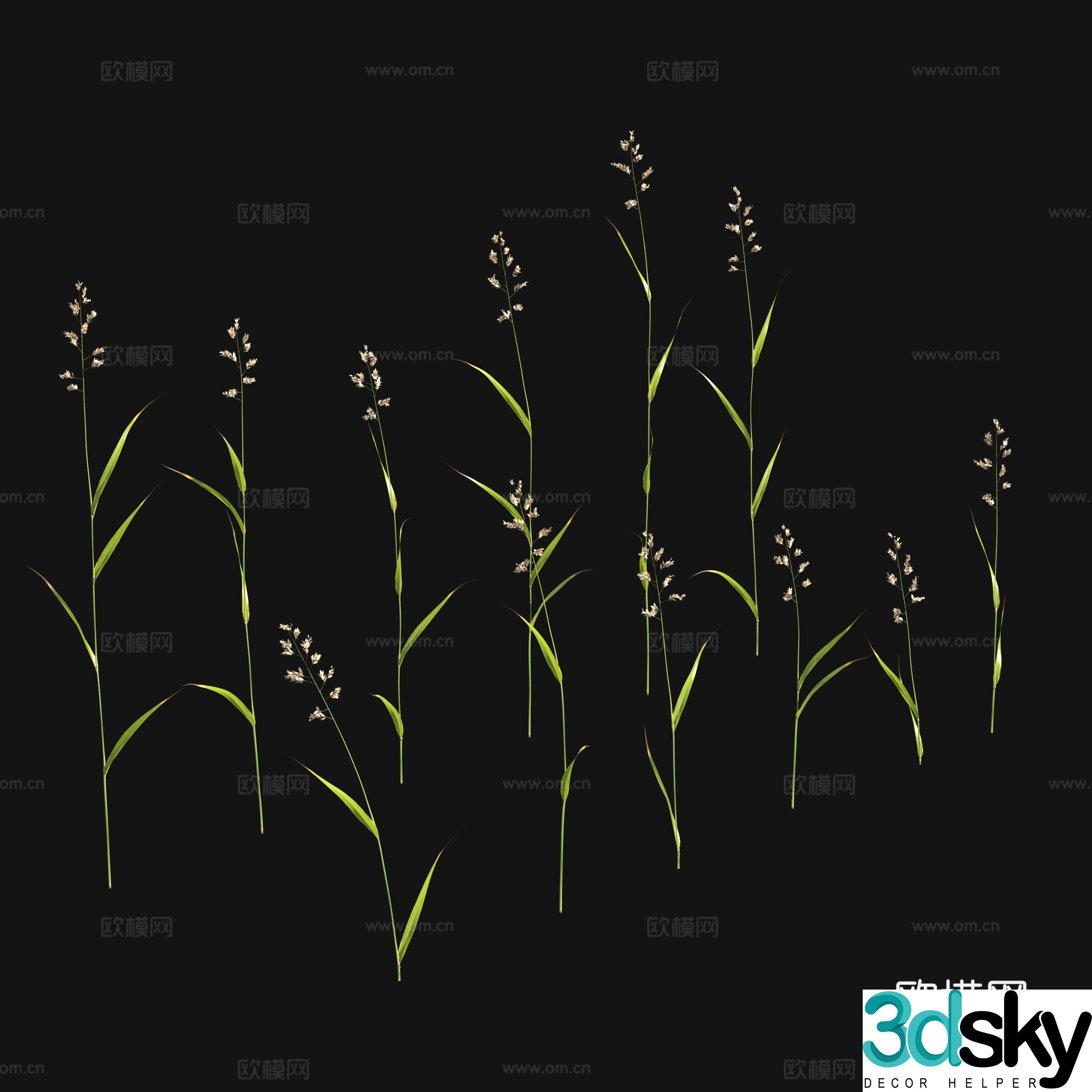 Flowers and plants Wild grass 3d model