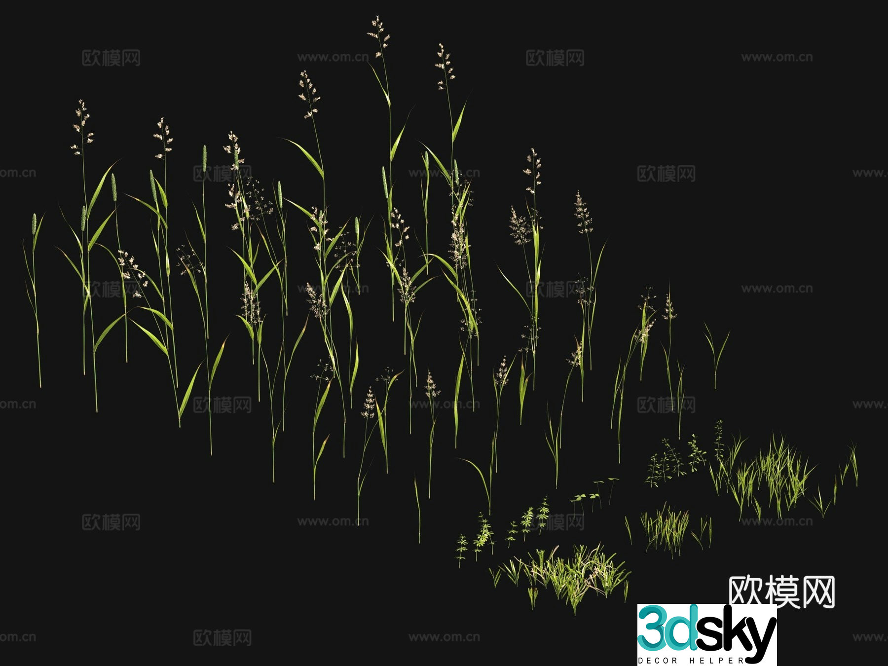Flowers and plants Lawn Grass Seeds 3D Model
