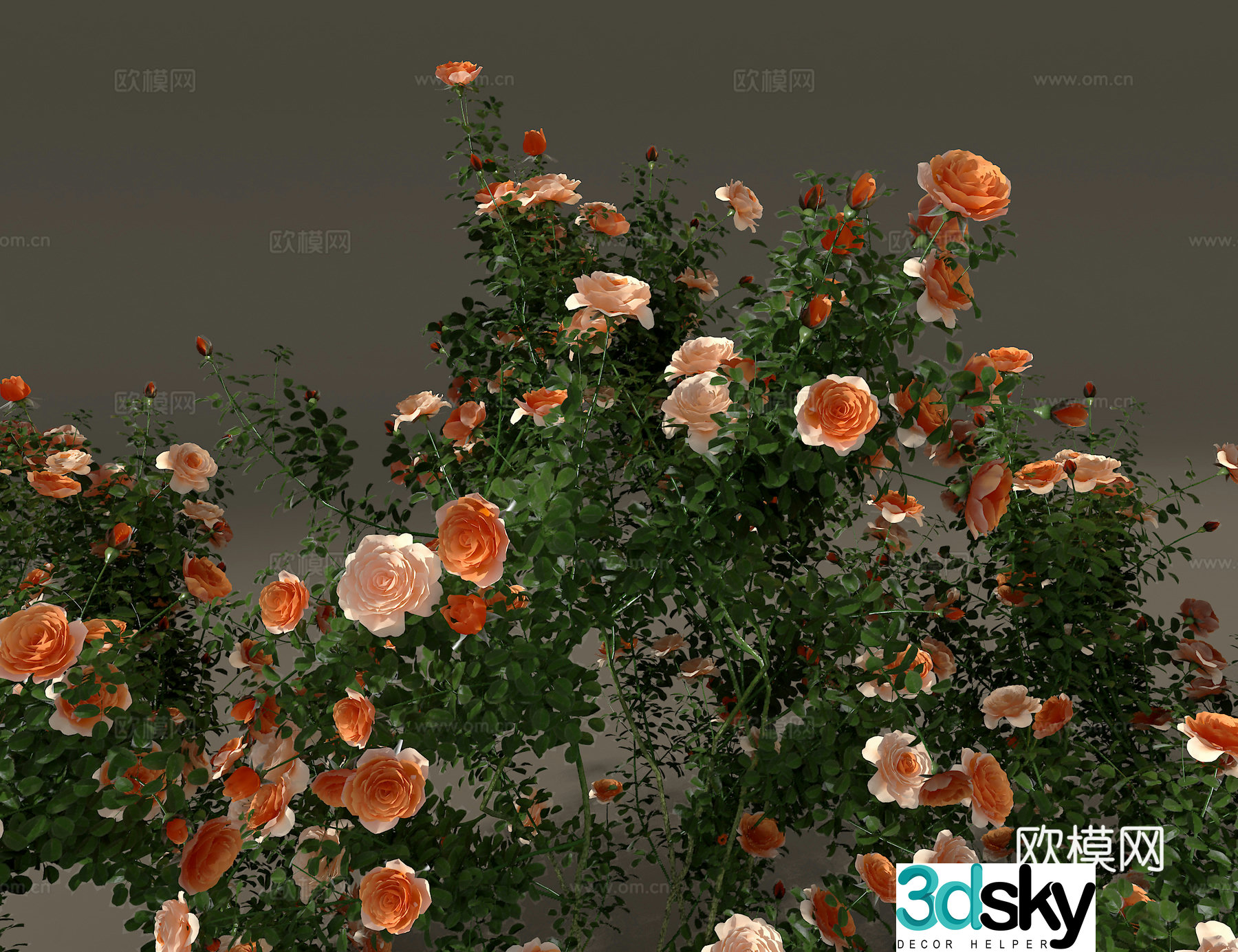 Rose rose 3d model