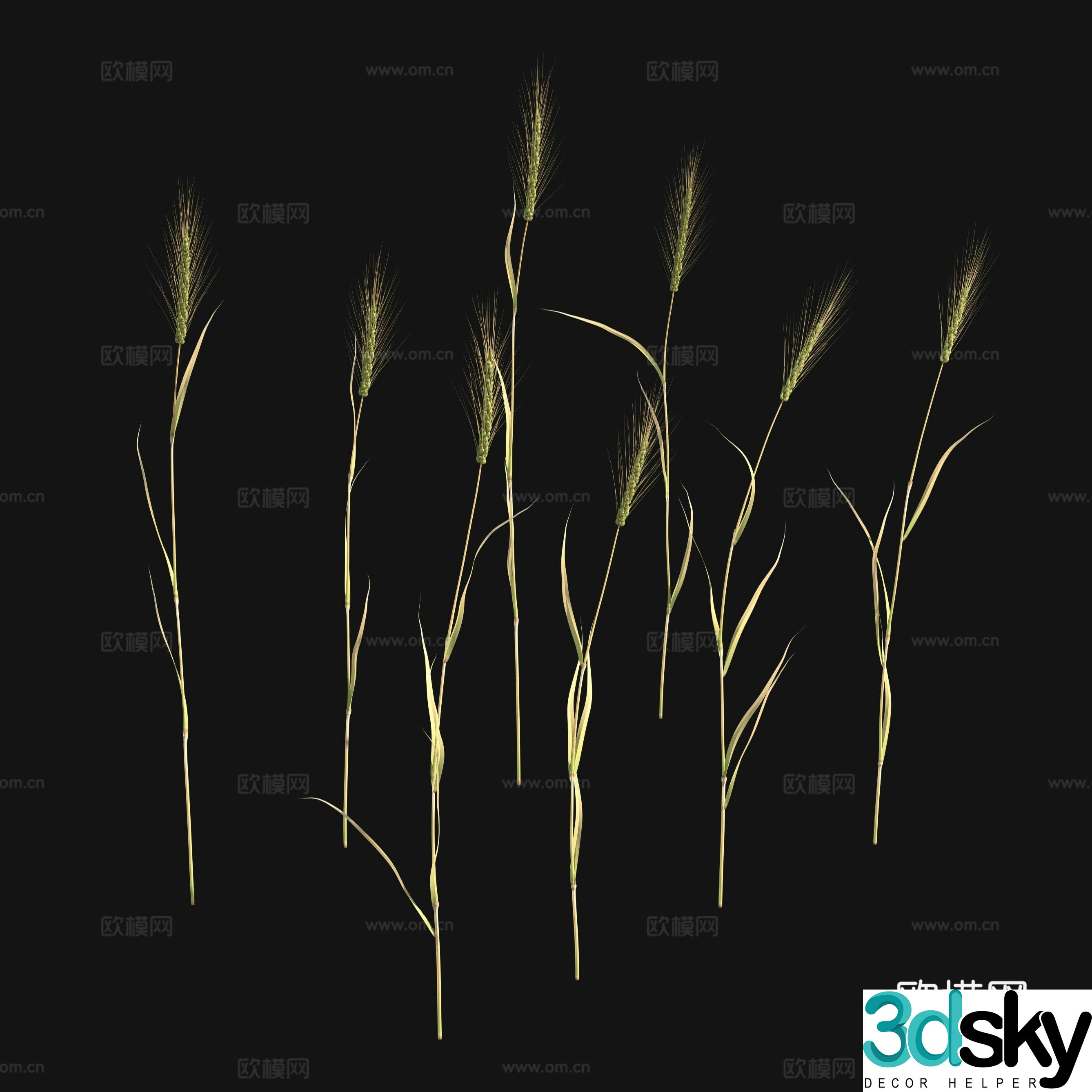 Barley Wheat 3d Model