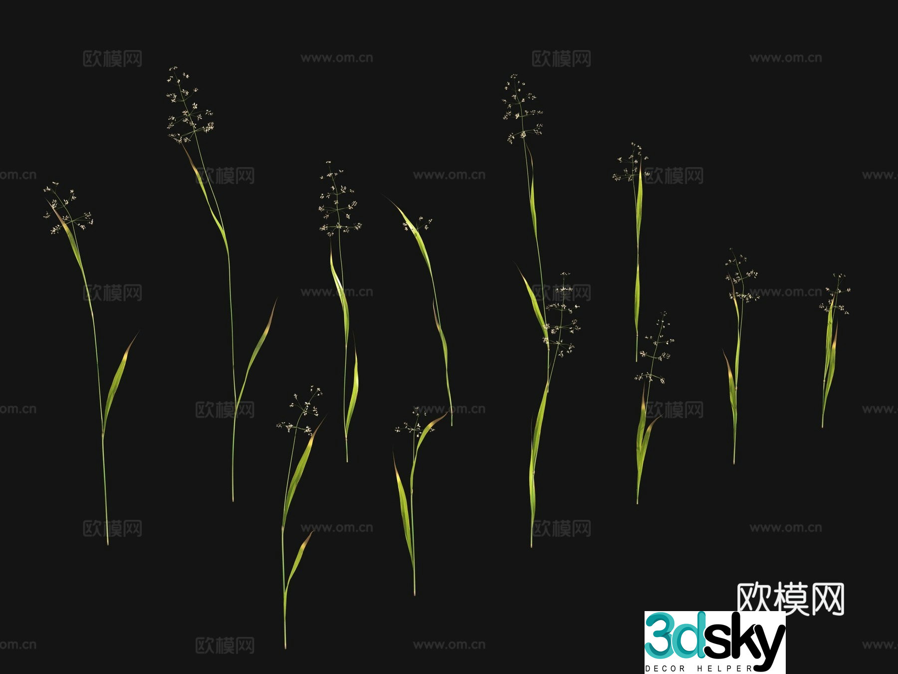 Flowers and plants Wild grass 3d model