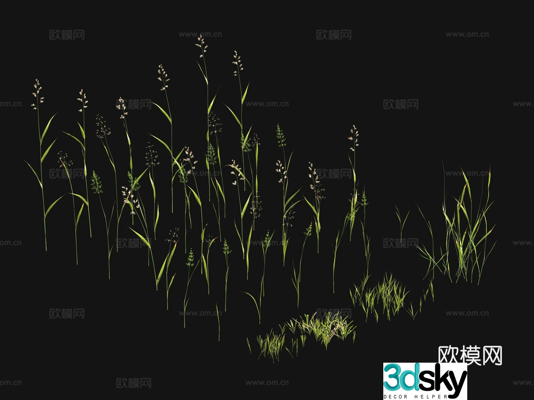 Flowers and plants Lawn Grass Seeds 3D Model