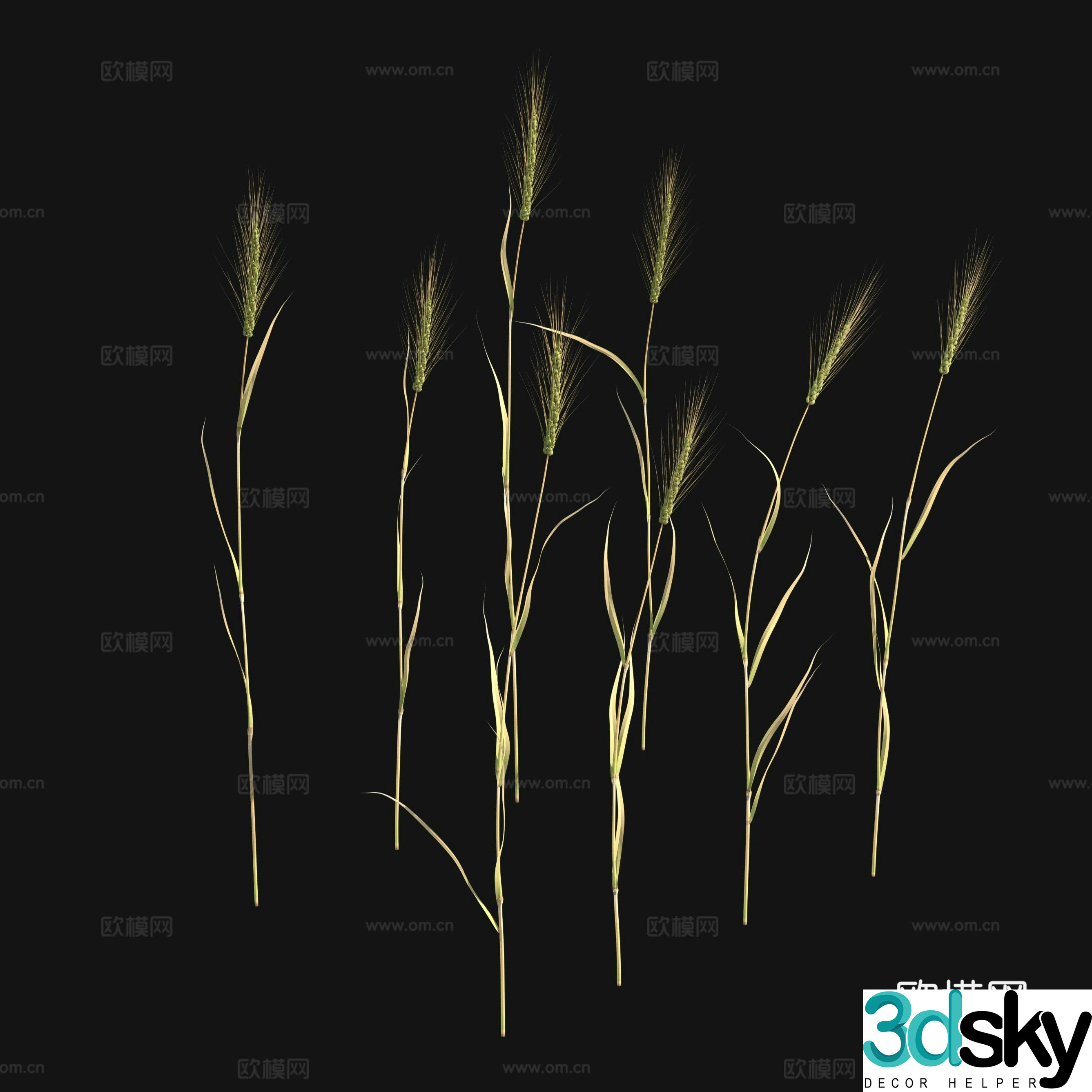 Barley Wheat 3d Model