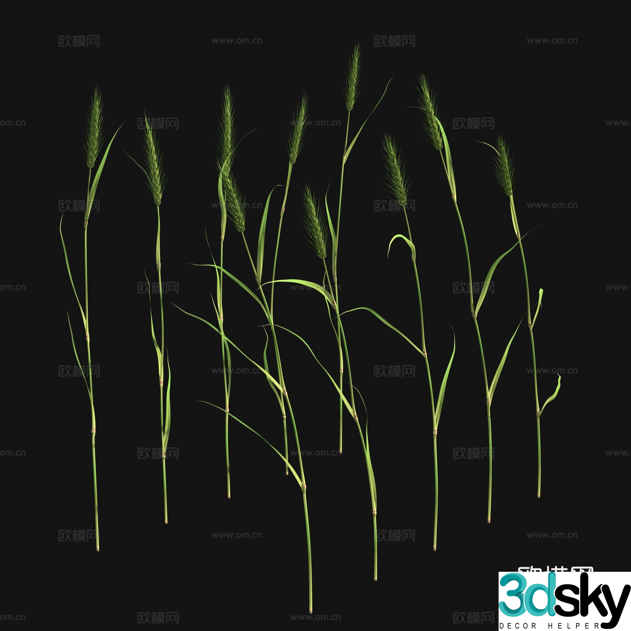 Green wheat 3d model
