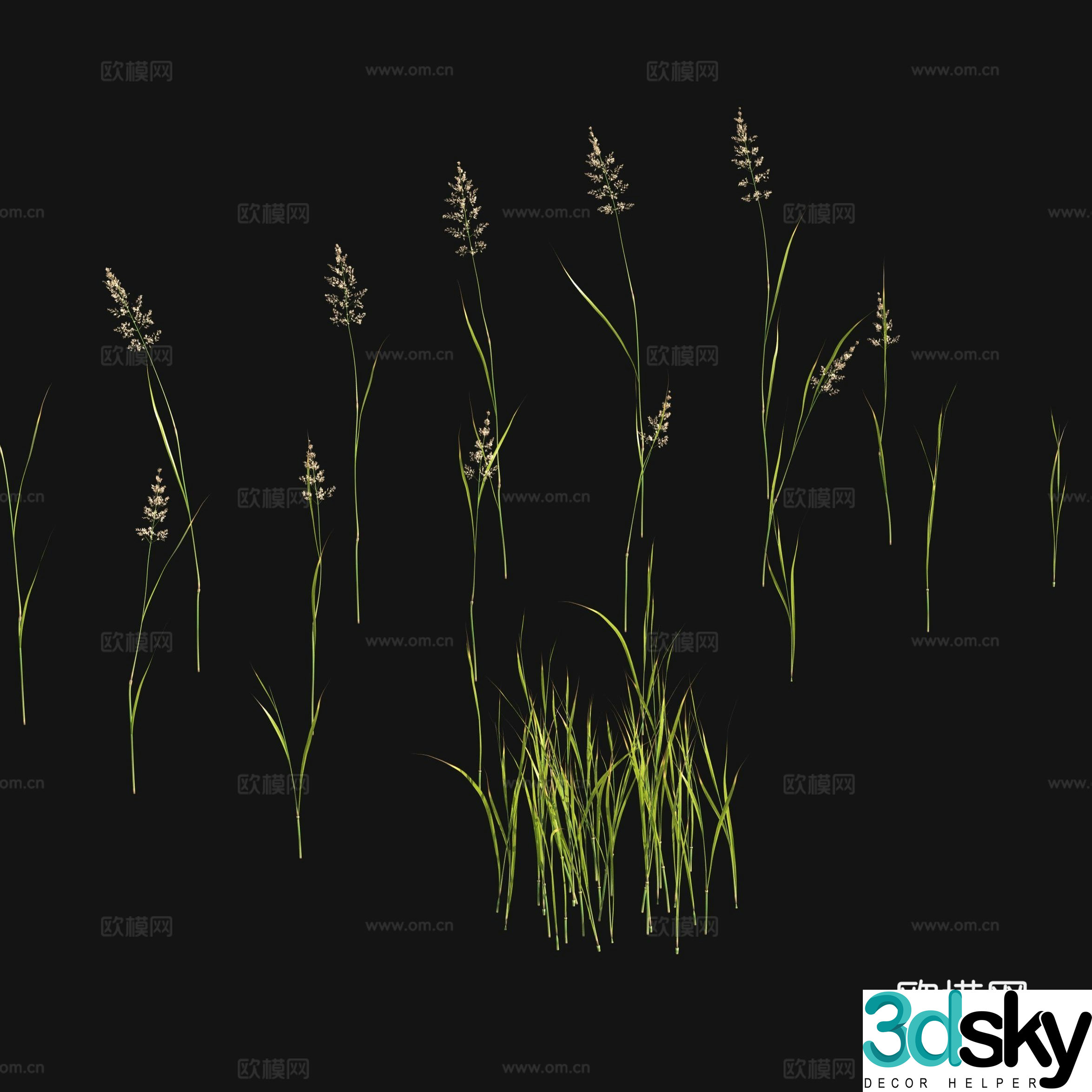 Flowers and plants Grass seeds 3d model