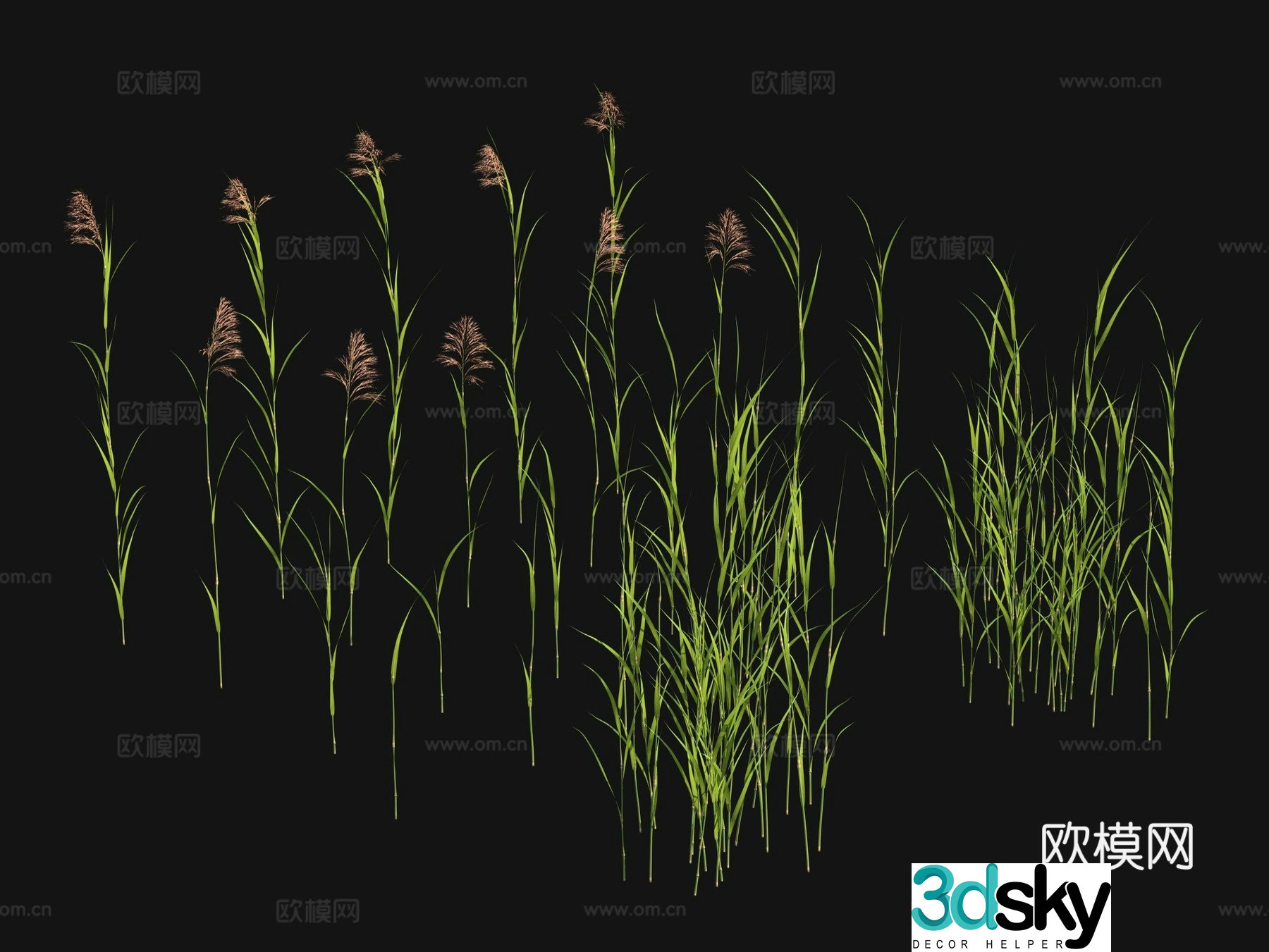 Flowers and plants Lawn Grass Seeds 3D Model