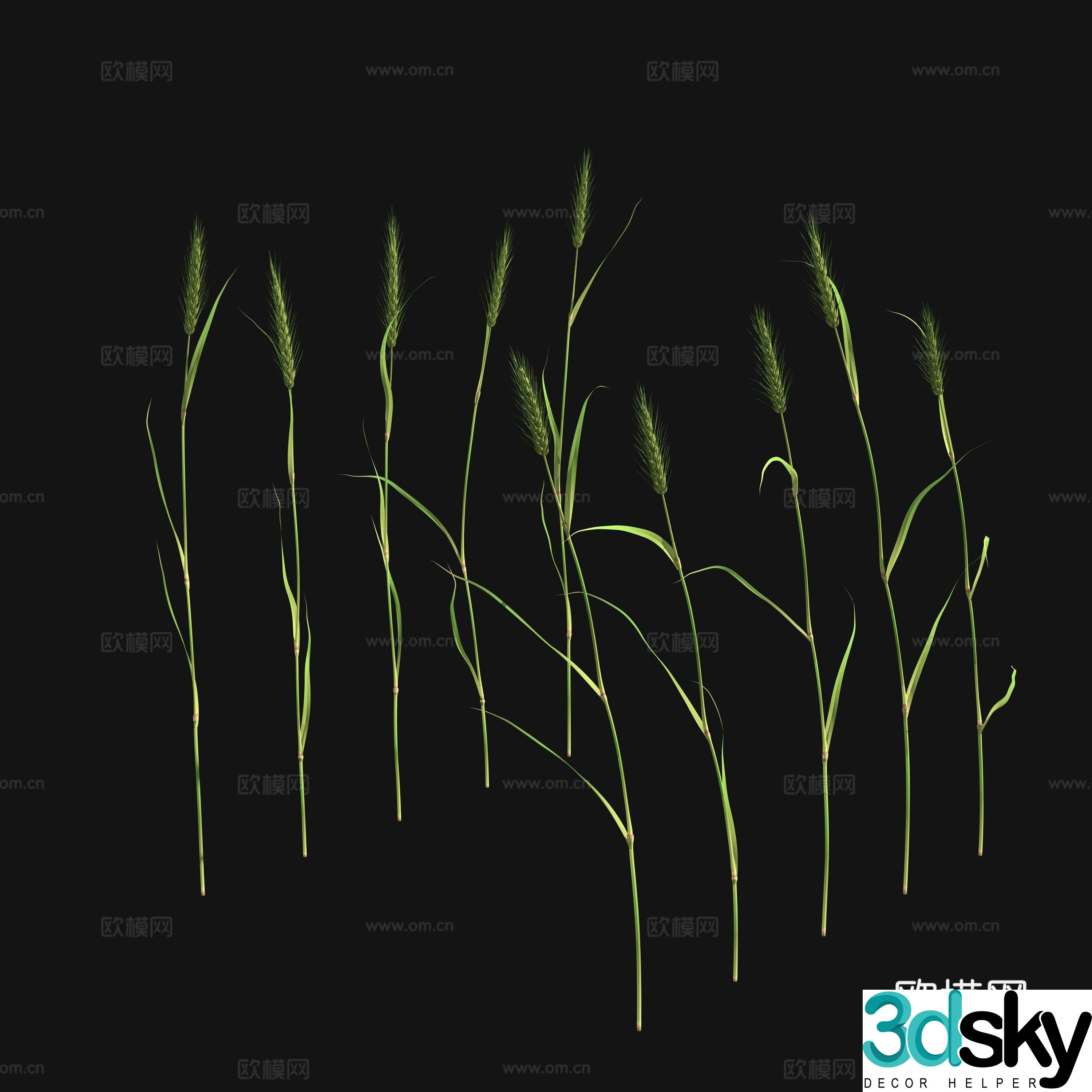 Green wheat barley 3d model