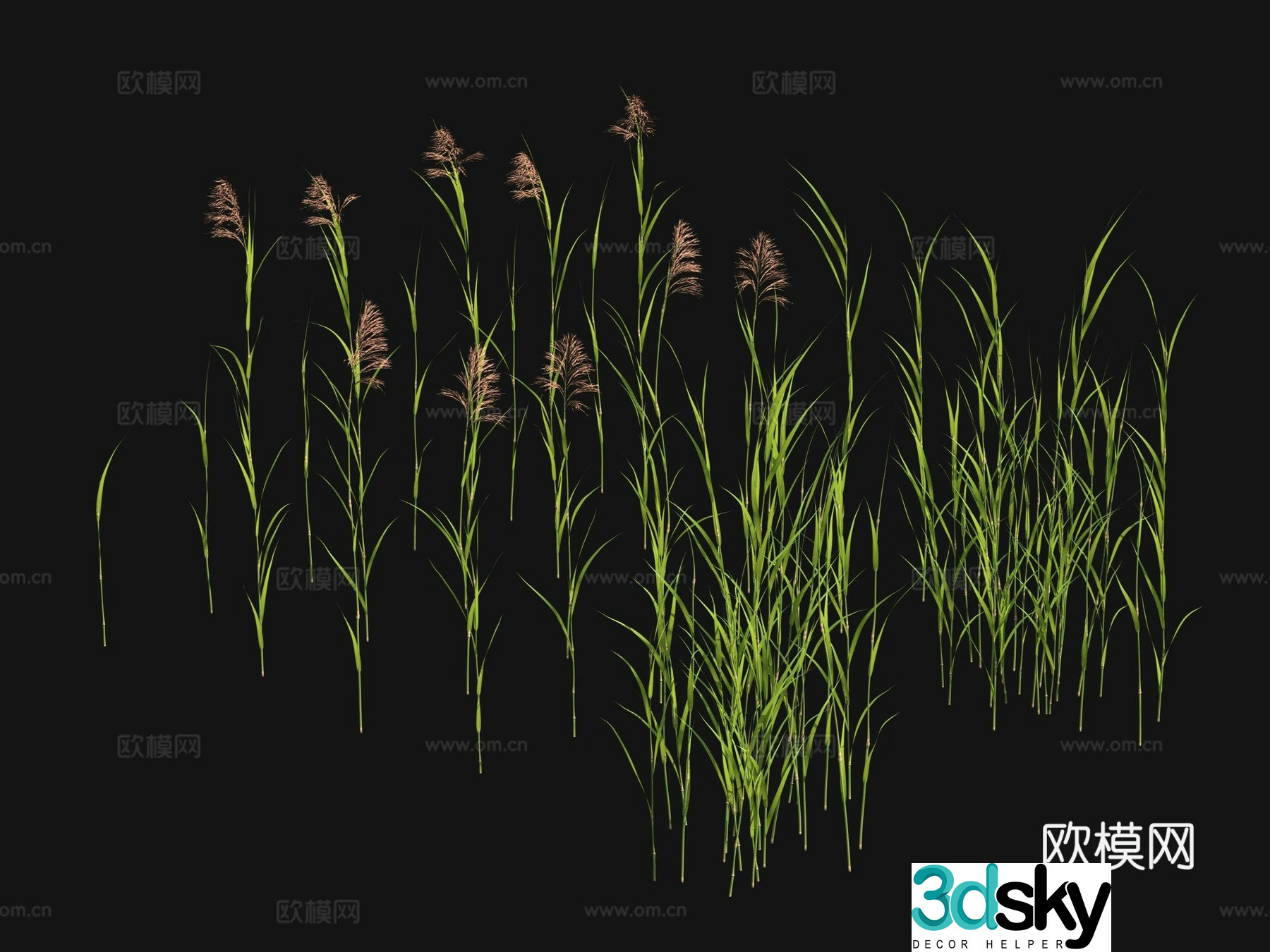 Flowers and plants Wild grass 3d model