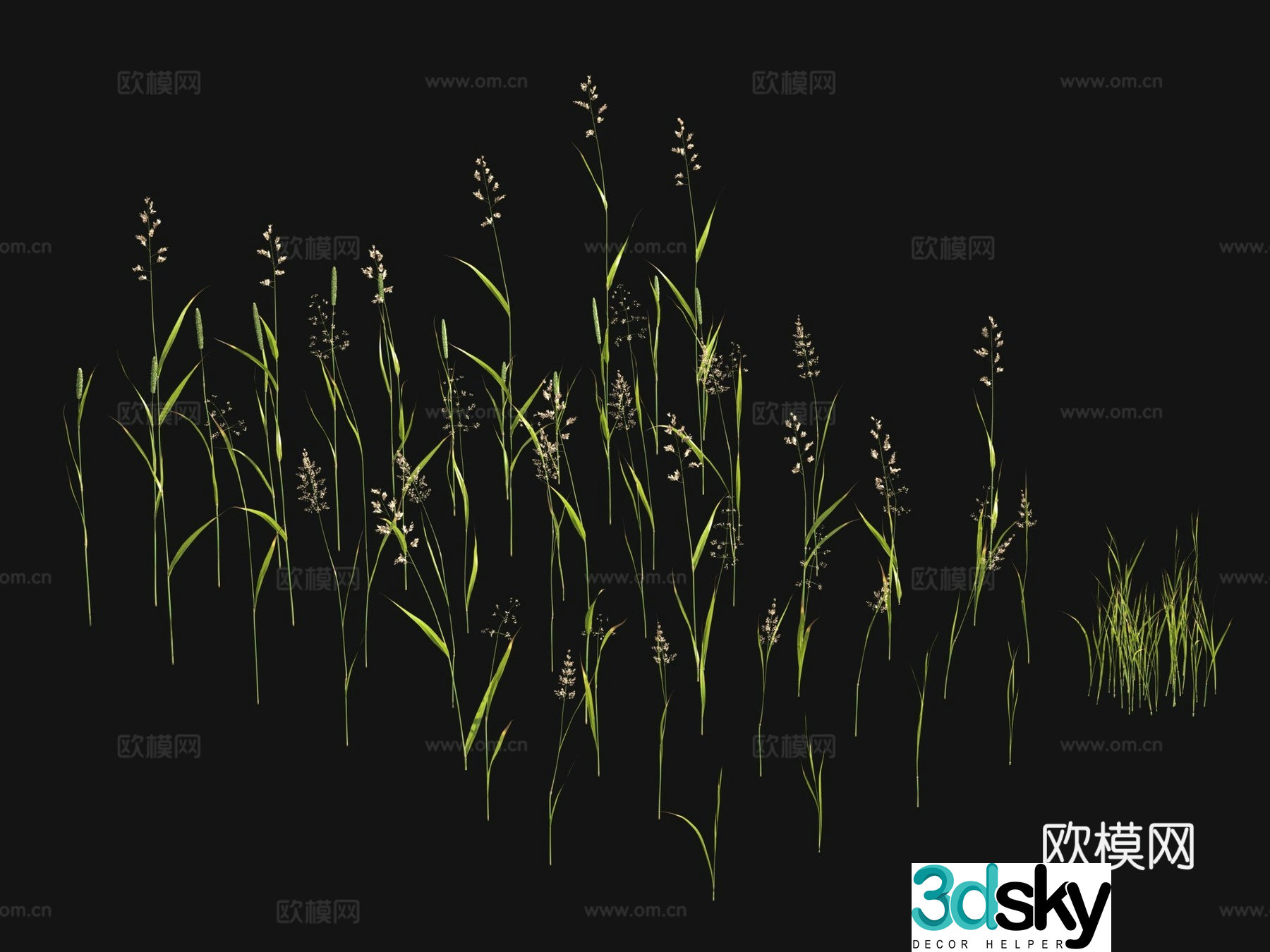Flowers and plants Wild grass 3d model
