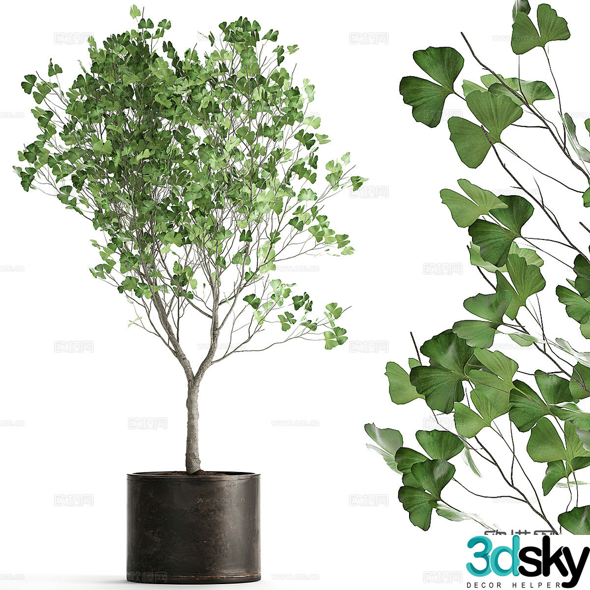 Potted plants Bonsai Green plants 3D model