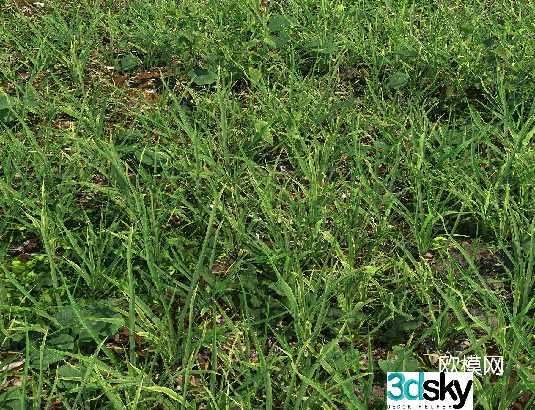 Realistic meadow meadow lawn turf weed manila grass real meadow 3d model