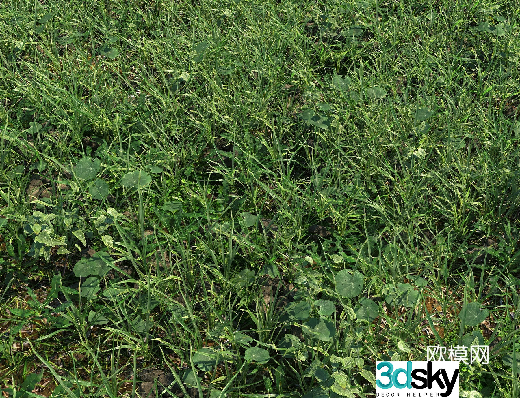 Realistic meadow meadow lawn turf weed manila grass real meadow 3d model