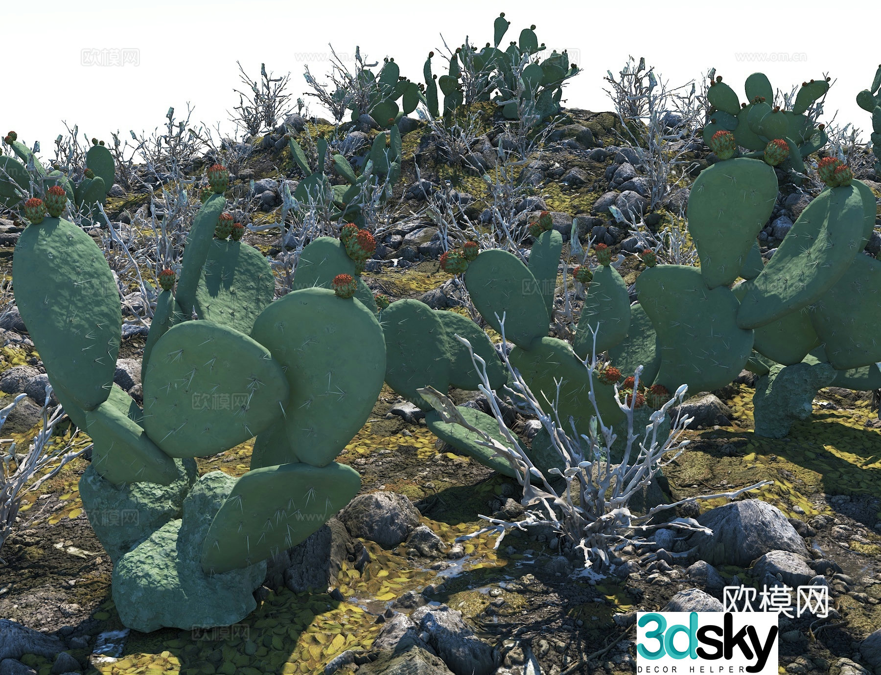 Cactus Desert Gobi Desert Plant Tropical Plant 3D Model