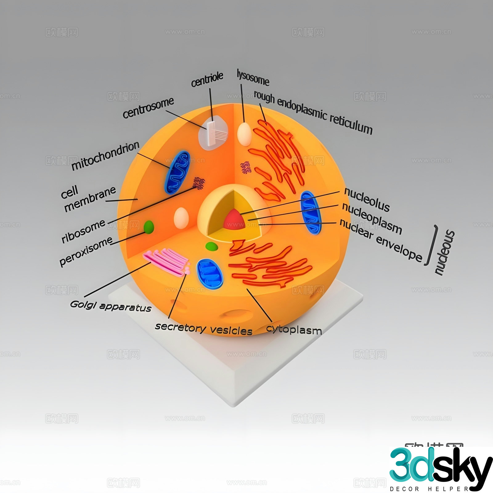 Animal cell 3D model