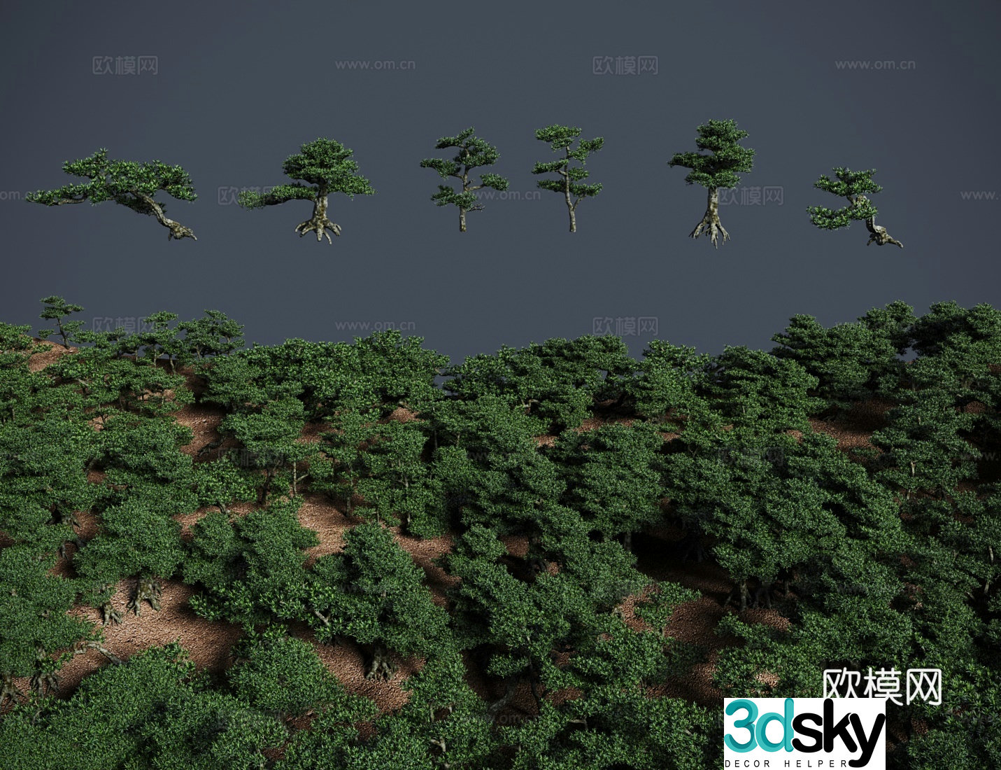 Modern landscape tree Polygonum bonsai shrub Eternal green Arhat pine earth pine money 3d model