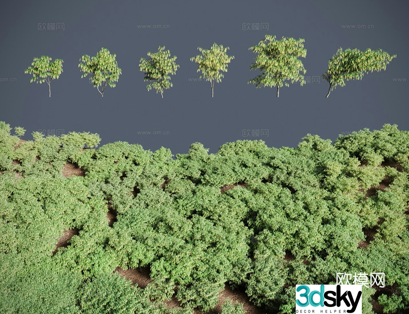Modern landscape tree shrubs Vos Gold chain tree Gold Rain Golden Rain 3D model