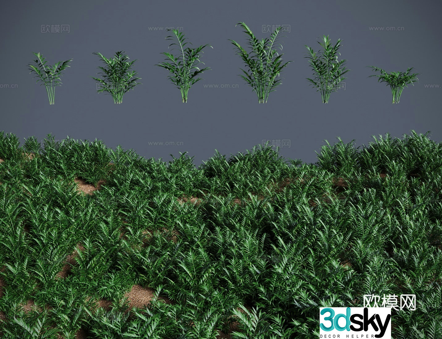 Modern pocket coconut bonsai shrub beautiful bamboo joint coconut dwarf coconut 3d model