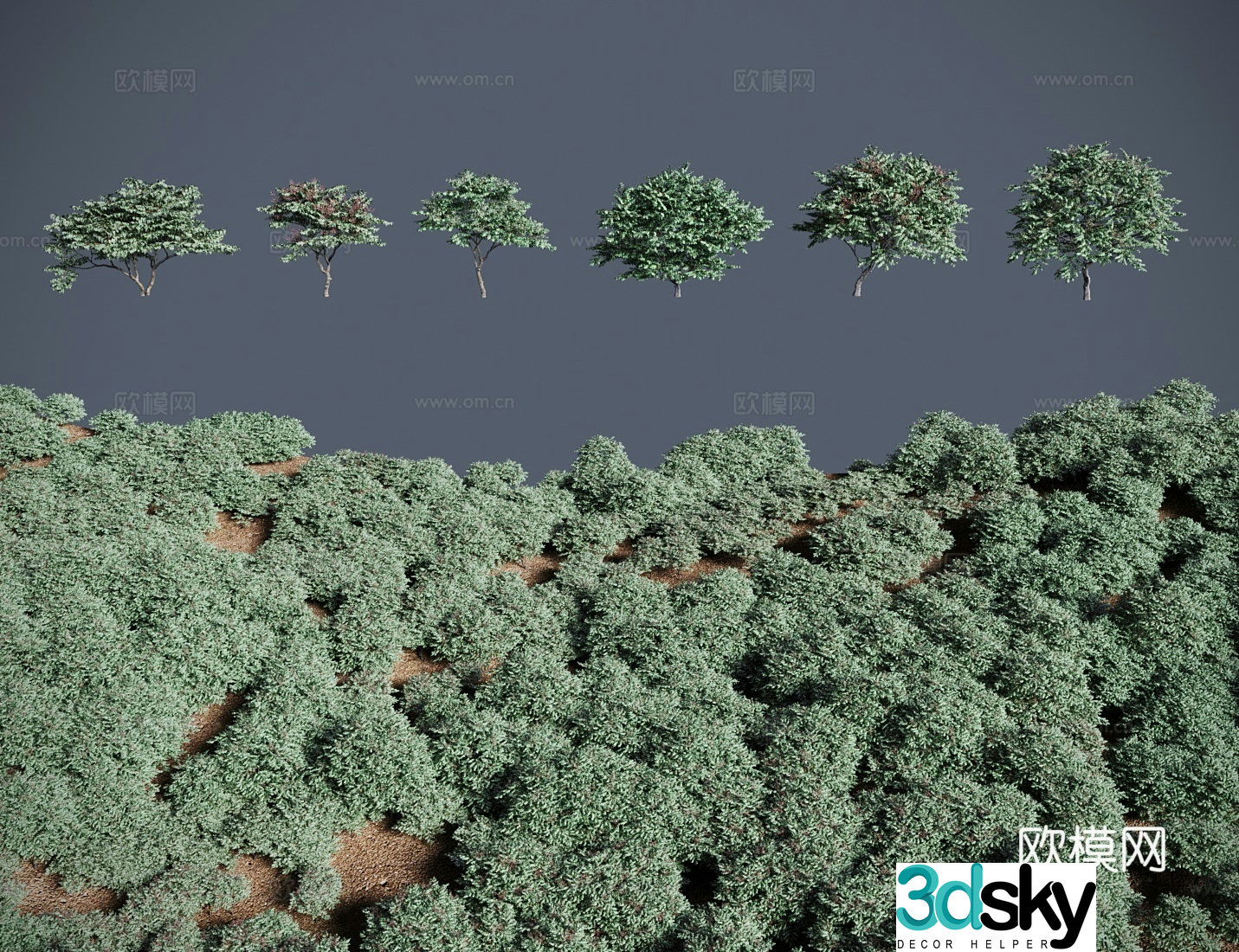 Modern landscape tree shrubs silver-edged Liaodong Alder small tree thorny crow dragon teeth thorny bud tree 3D model