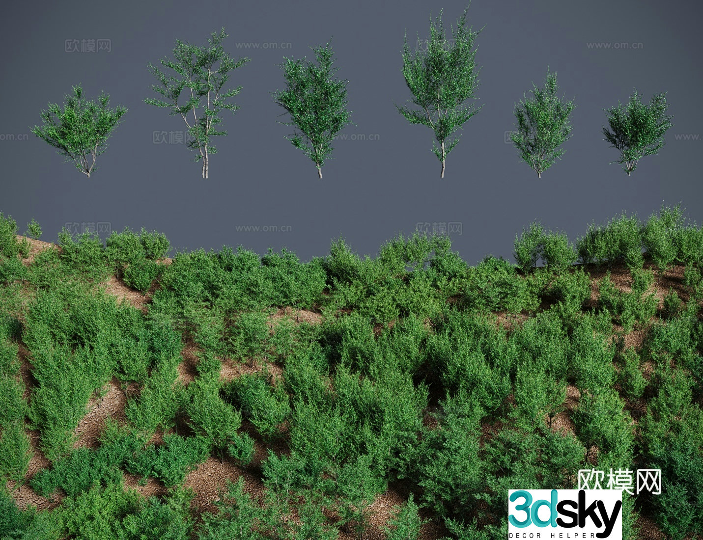Modern landscape tree shrub small leaf golden oak small tree 3d model
