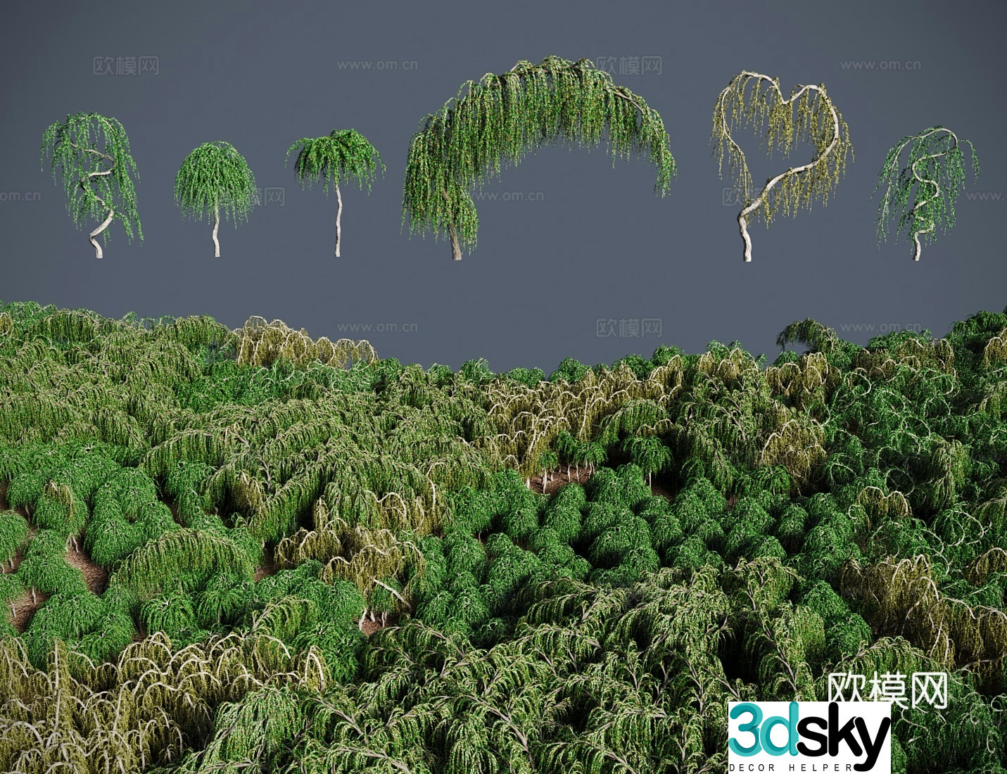 Modern landscape tree shrub Japanese larch Fuji pine Money pine Larch pine 3d model