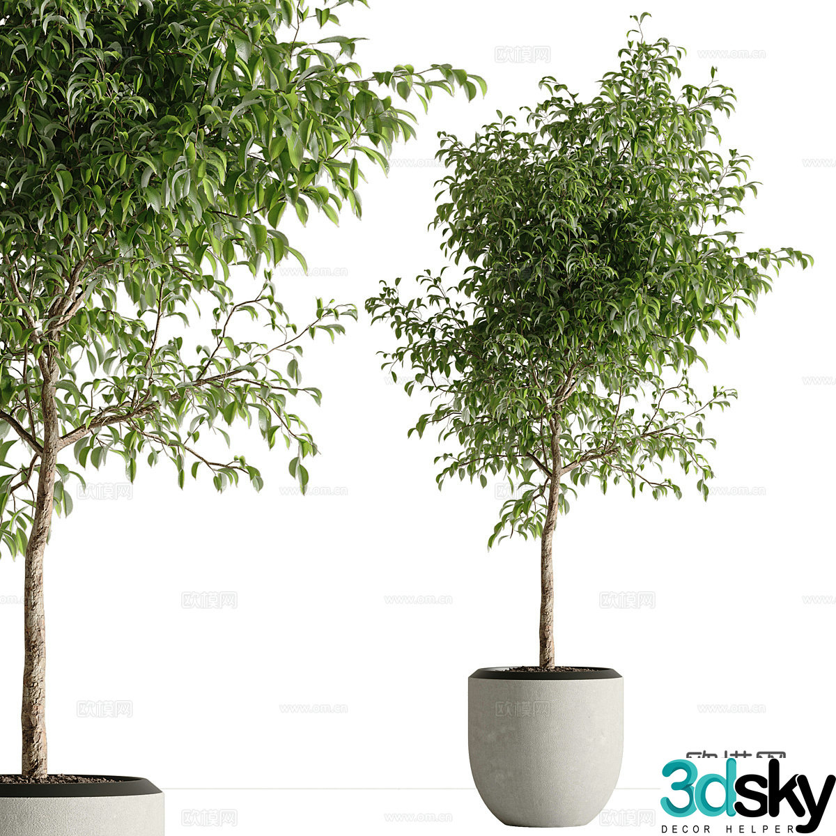 Green plant potted 3D model