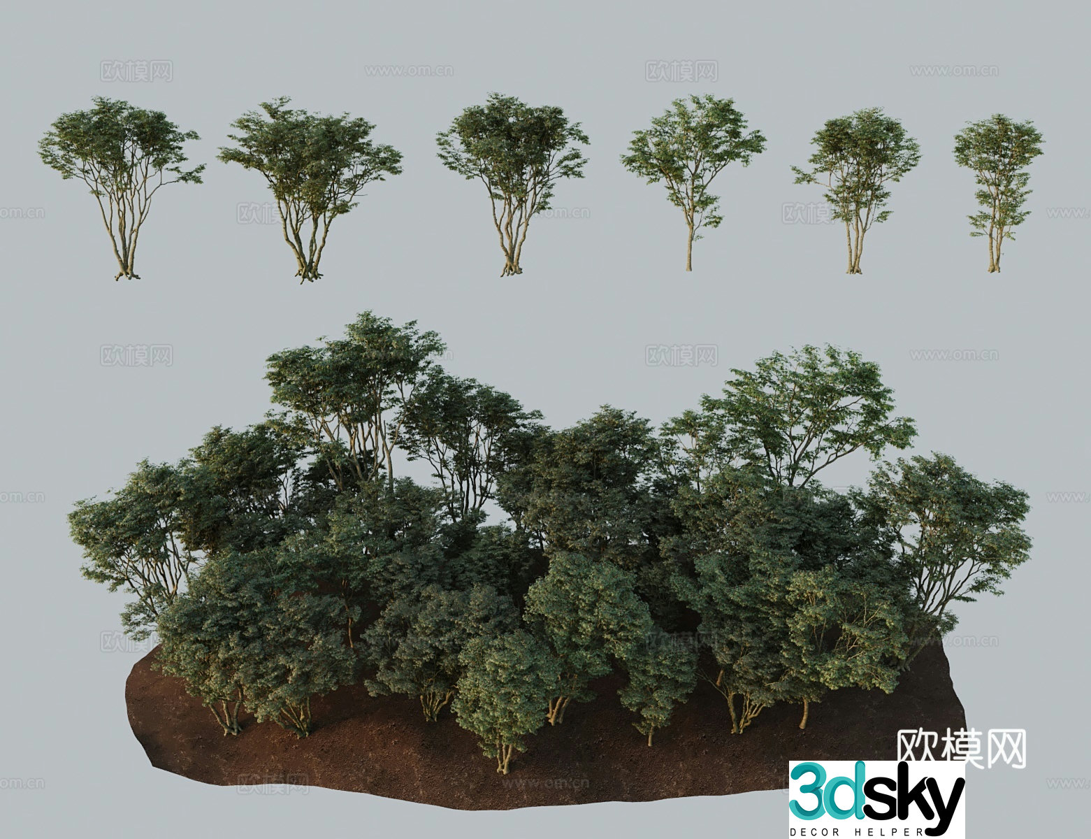 Modern landscape tree chicken claw maple a Douxian small leaf five-angle claw maple willow leaf maple chicken claw maple 3D model