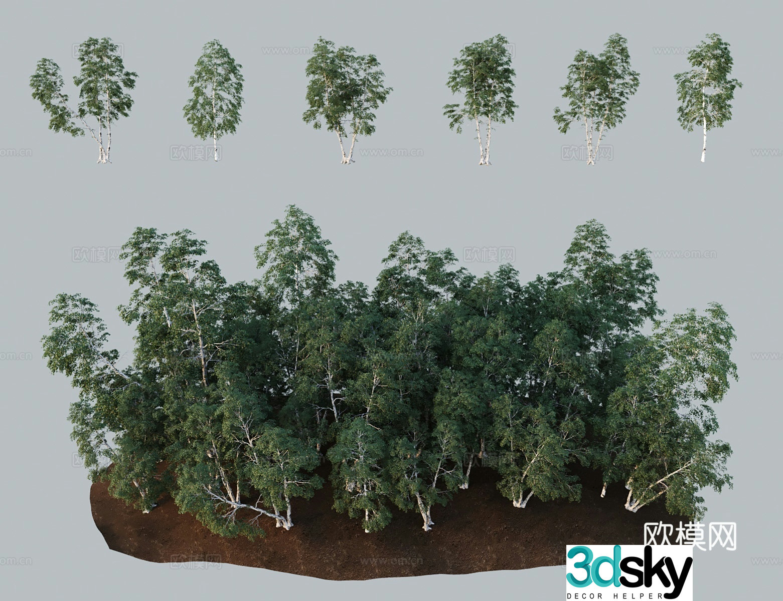 Modern landscape tree Weeping birch Finnish birch Warts brass warts bark birch Drooping birch European silver birch 3D model