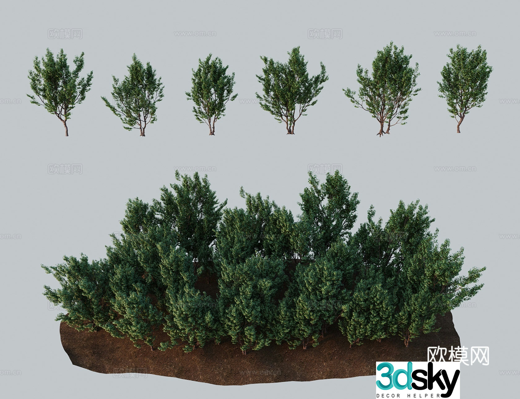 Modern landscape tree corded maple feather fan maple hedge 3D model
