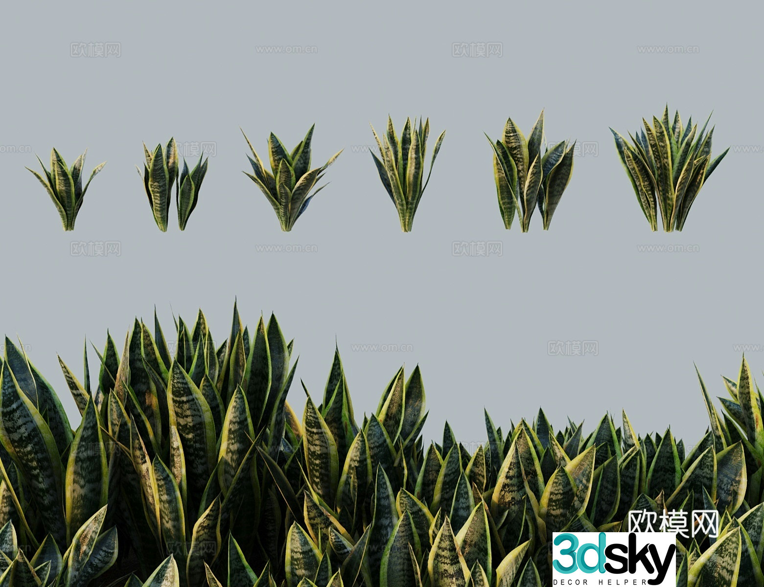 Modern tree bush Tiger tail orchid gold edge Tiger tail orchid Thousand Years orchid Tiger tail palm Jinlan 3D model