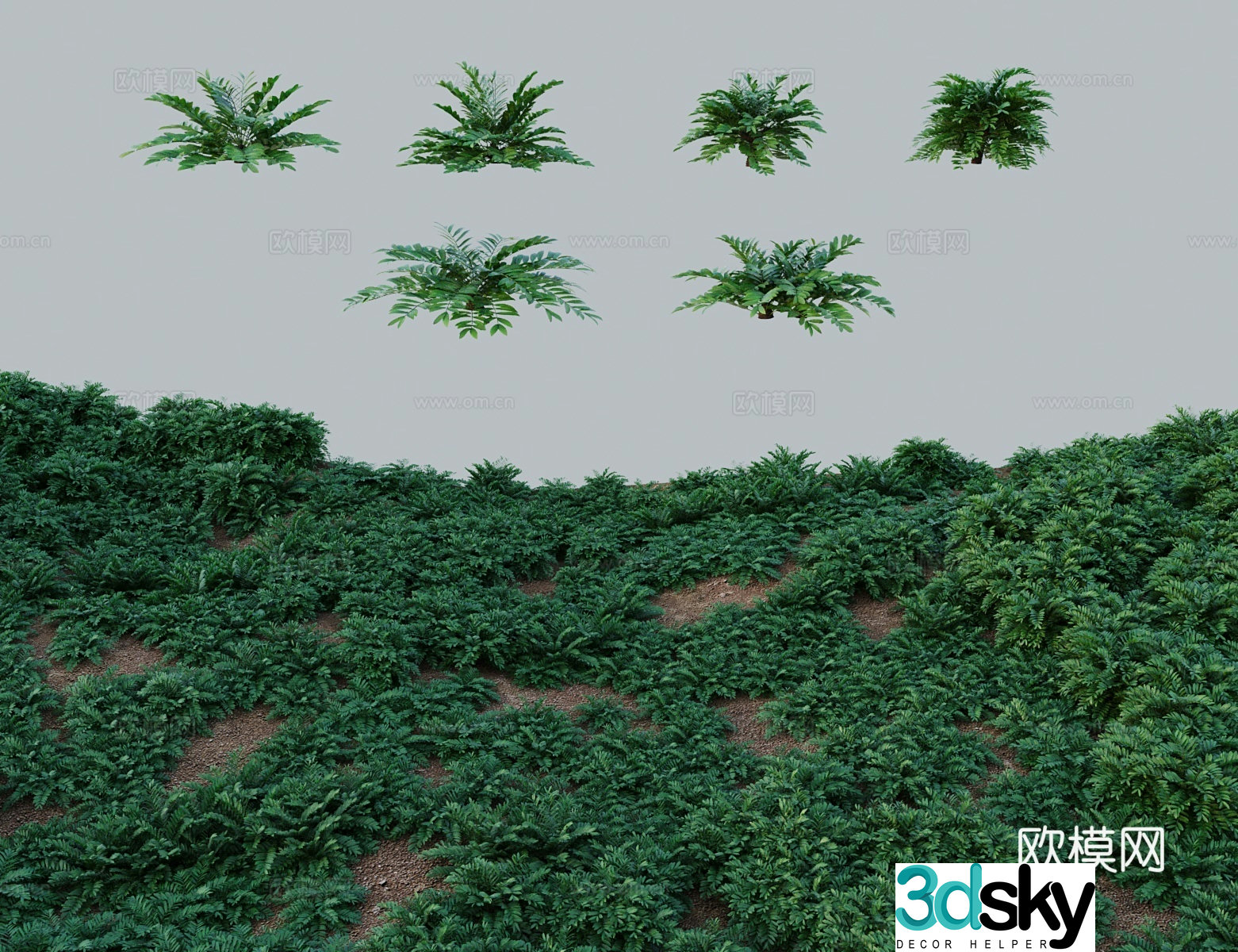 Modern tree shrub Zemi iron South American cycads Beautiful leaf phoenix tail iron 3d model