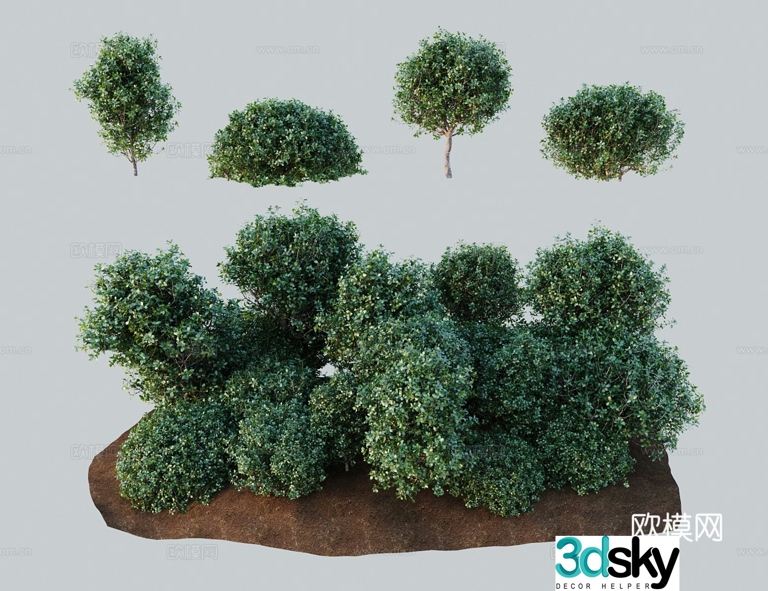 Modern landscape tree Cochinium oak Spanish cork oak Lebanese oak Holly oak 3D model