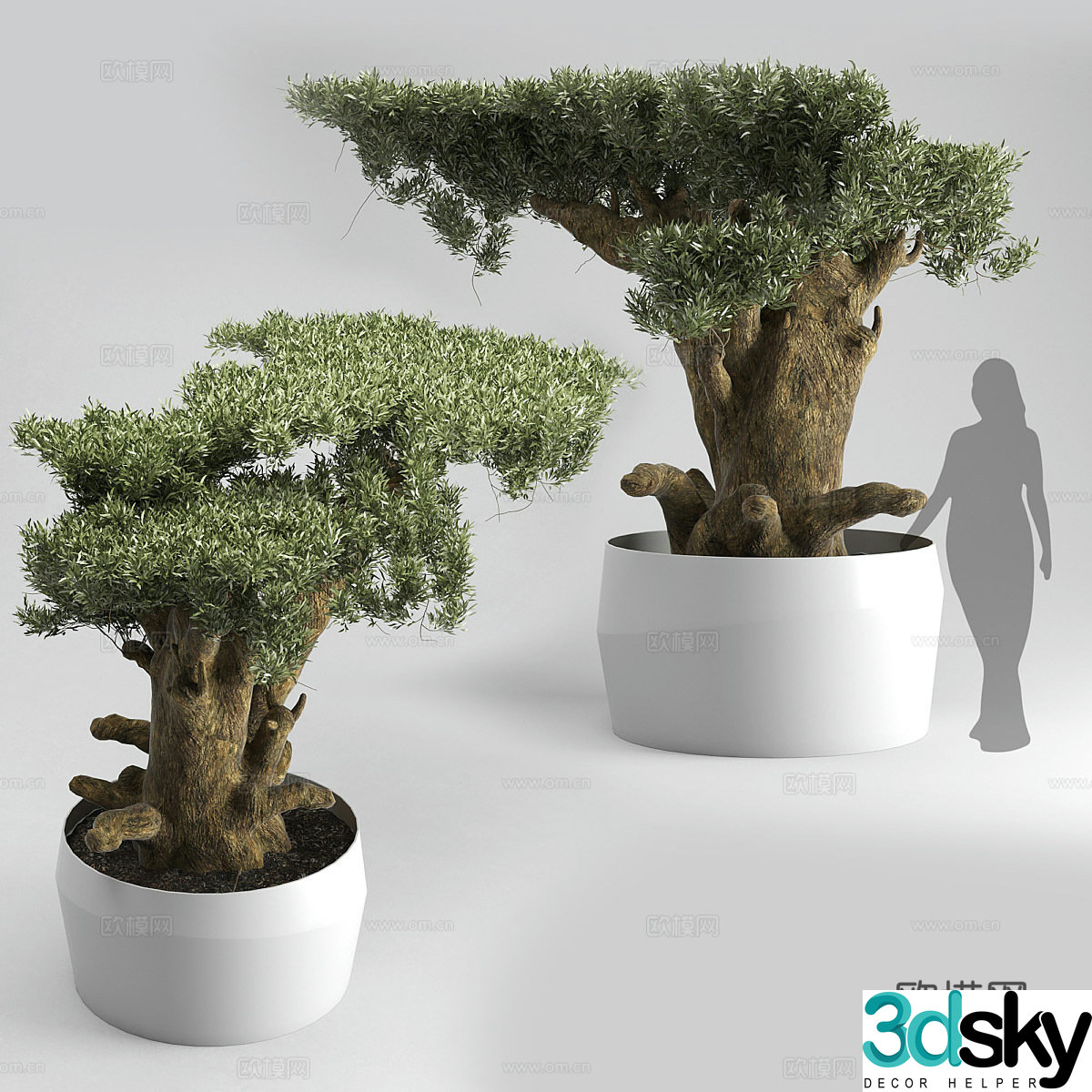 New Chinese bonsai 3D model