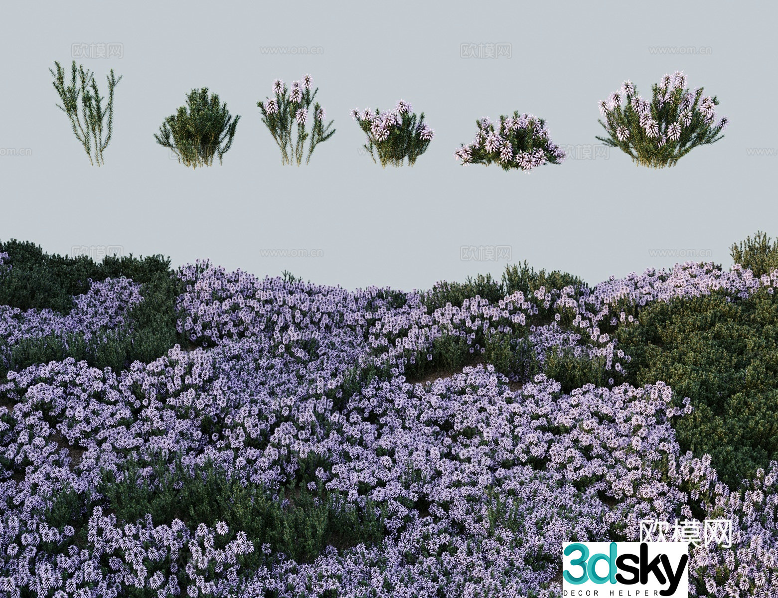 Modern shrubs Flowery heather flower Millennium red fan elder 3D model