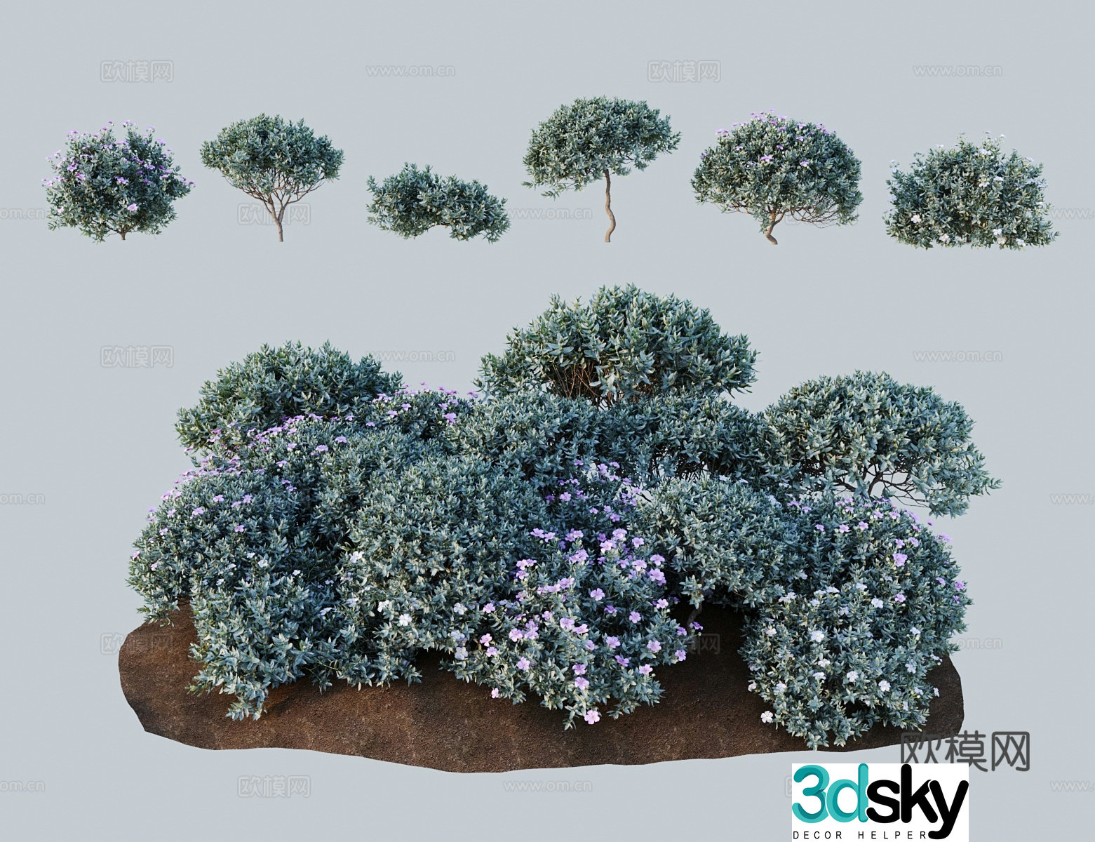 Modern shrubs white-haired rock rose rock rose 3d model