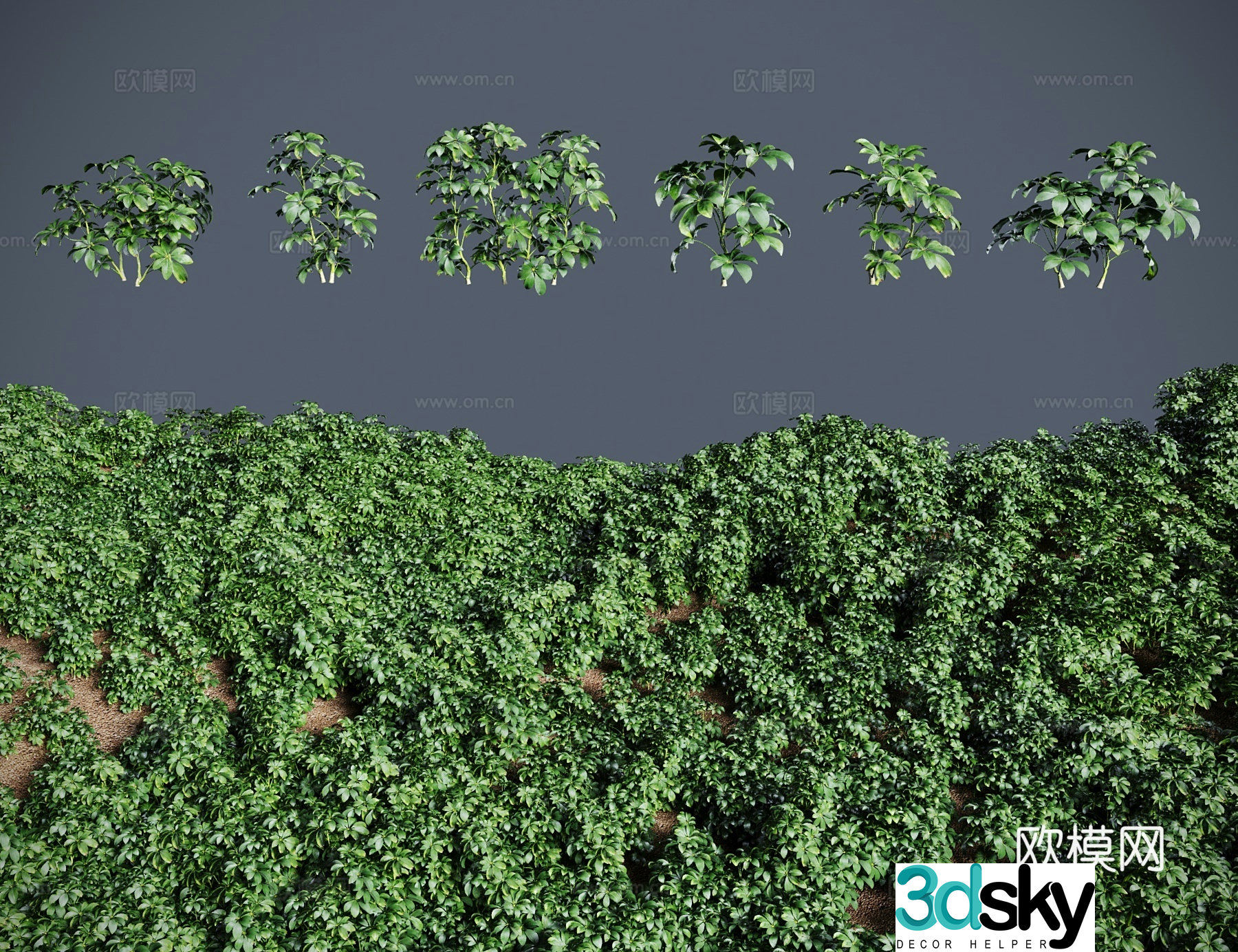Modern landscape tree shrub Goose palm vine seven-leafed lotus seven-leafed vine peach leaf dog feet 3D model