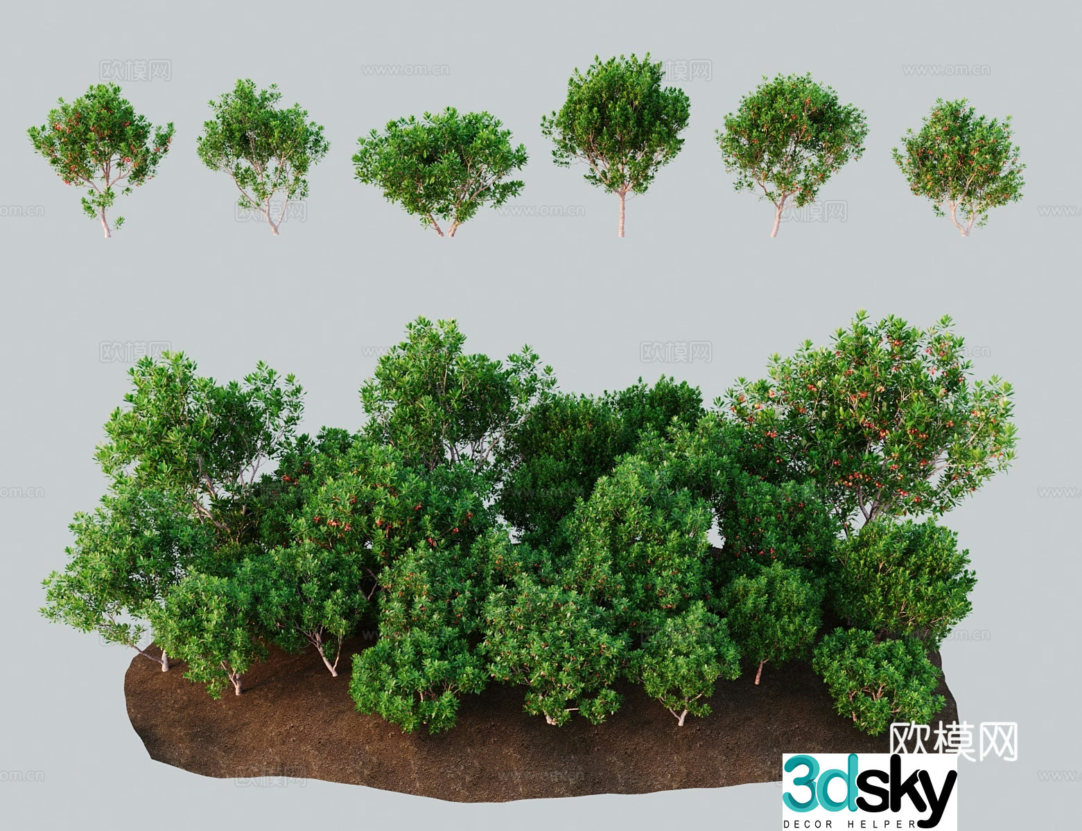 Modern landscape tree Strawberry tree Small leaf strawberry tree Baekberry western strawberry tree 3D model