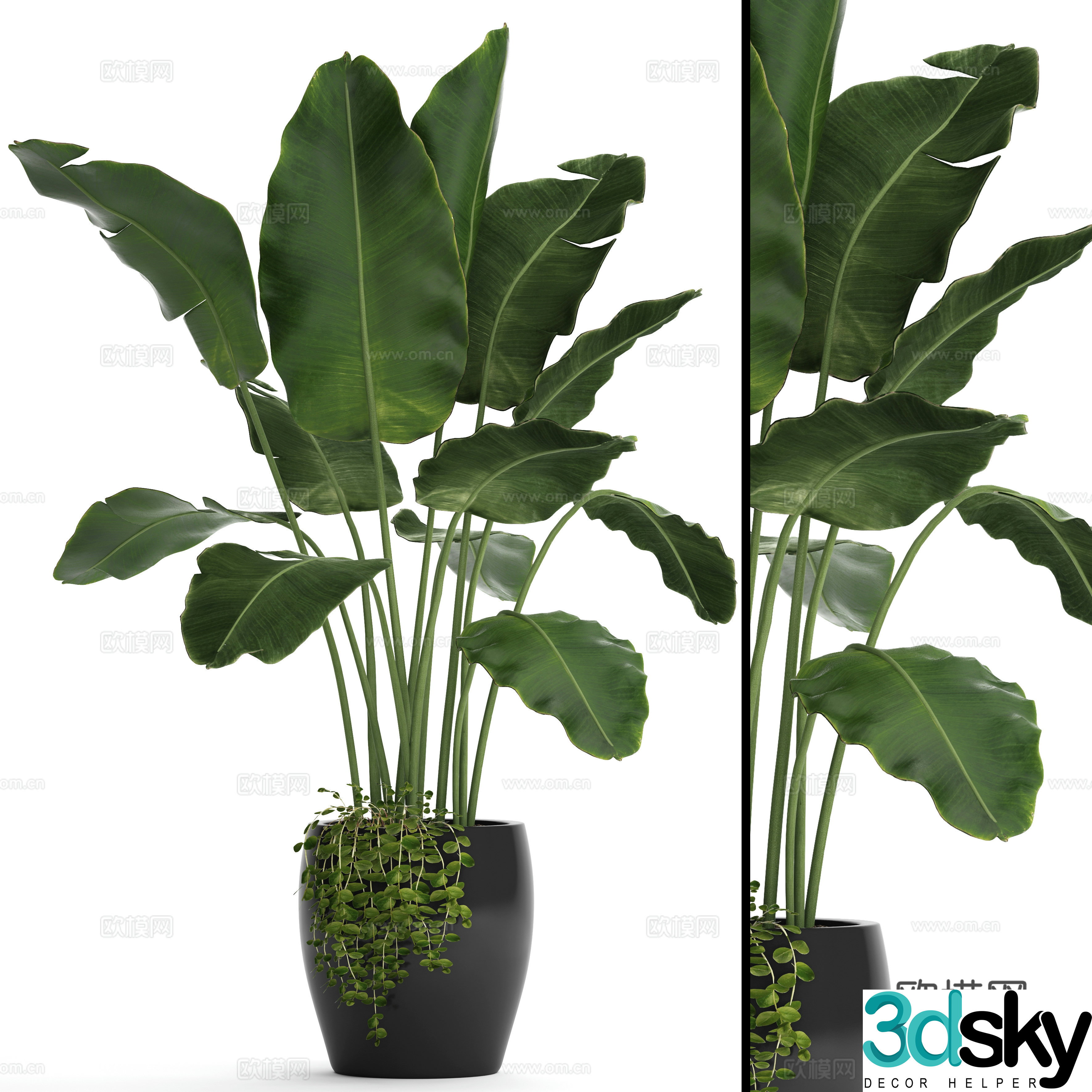 Green plant potted banana leaves 3D model